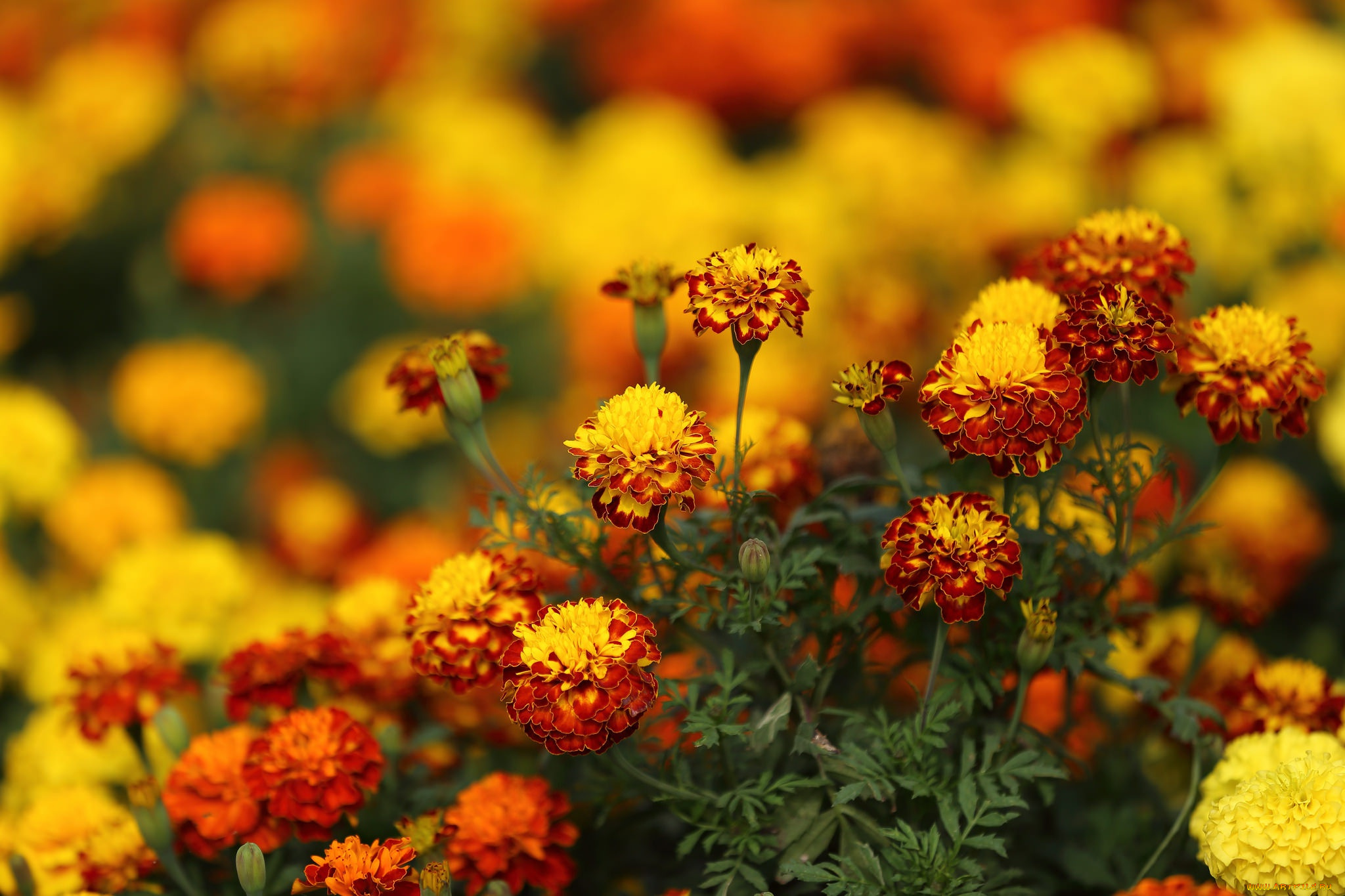 цветы, бархатцы