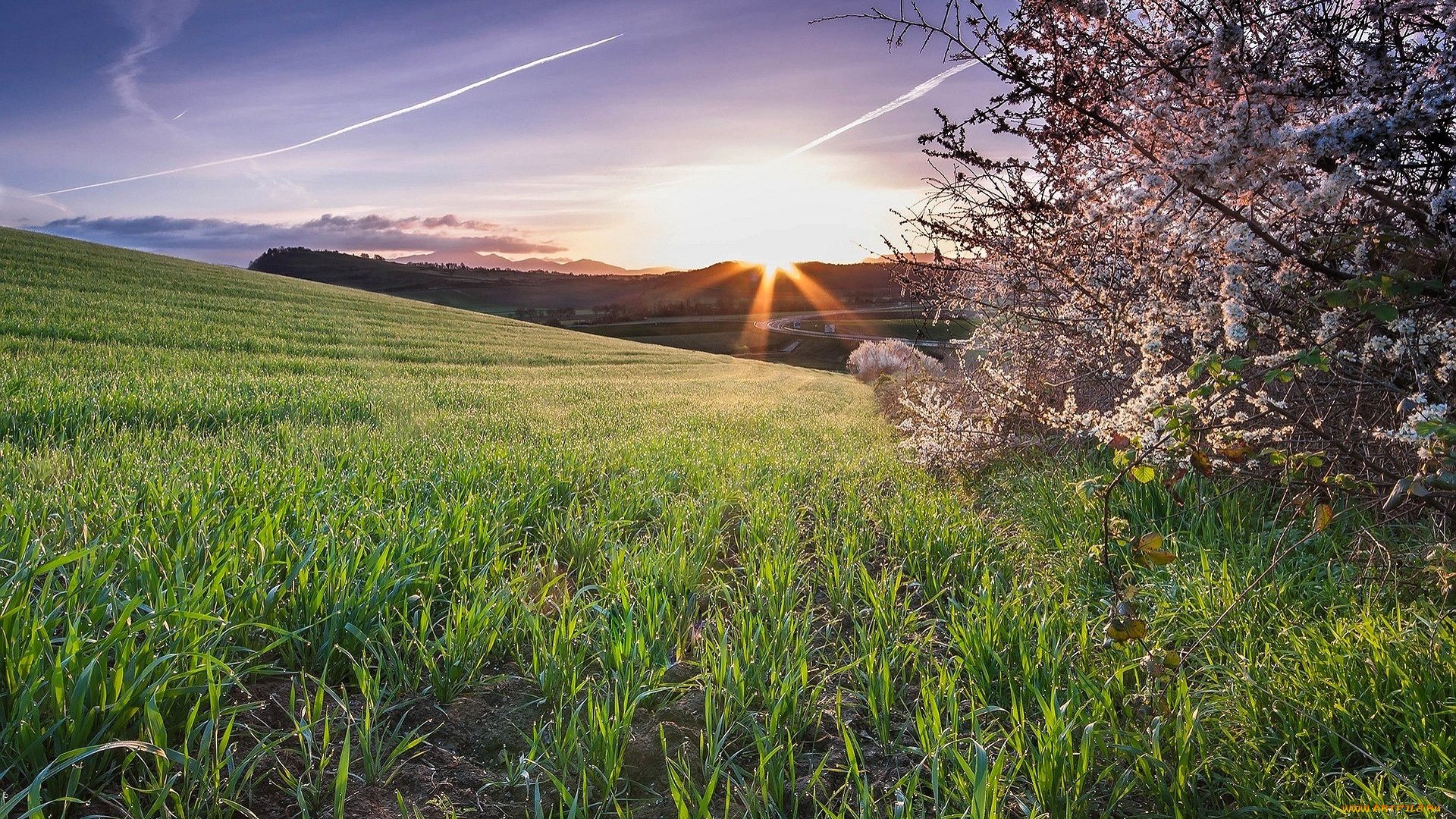 природа, поля, деревья, цветение, поле, восход