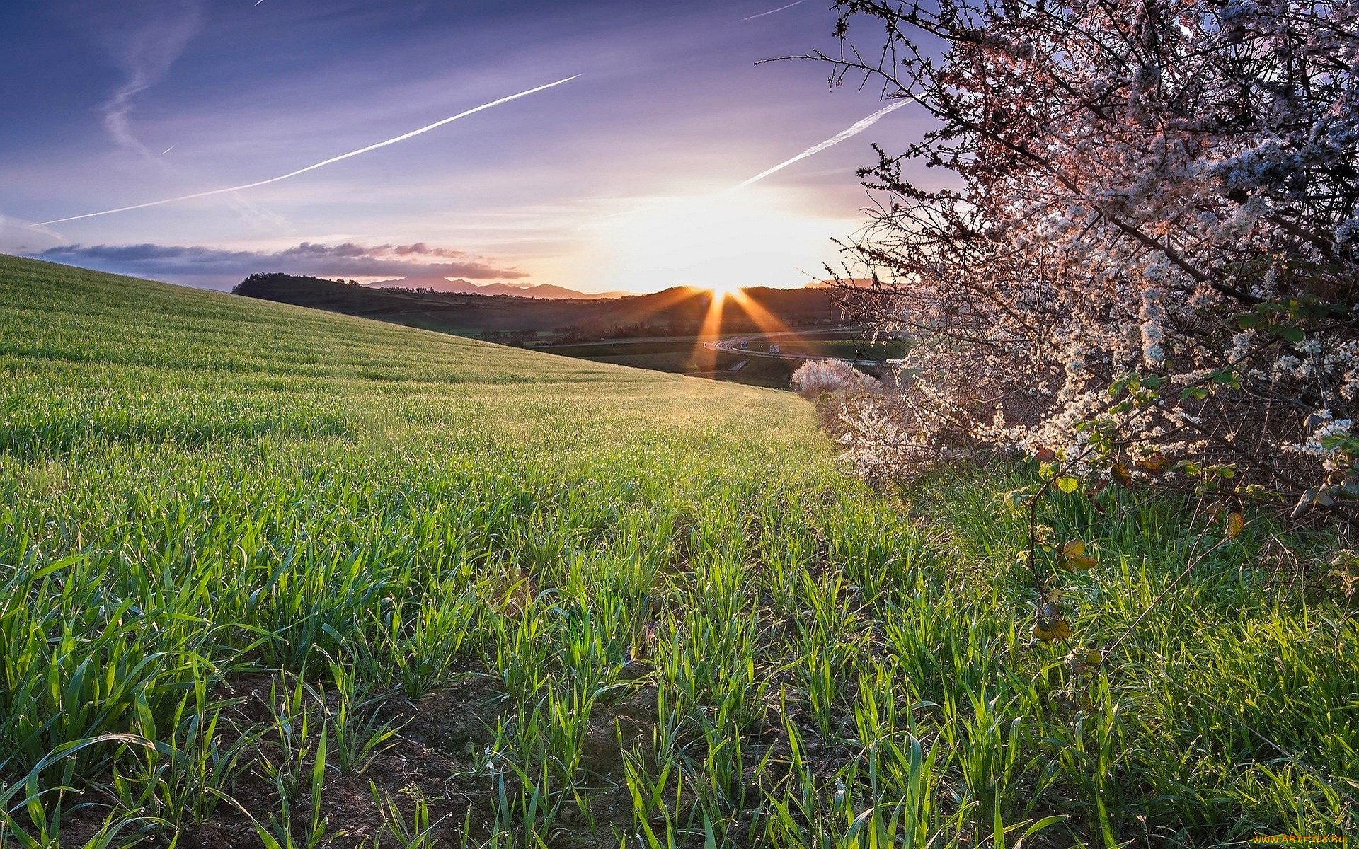 природа, поля, деревья, цветение, поле, восход