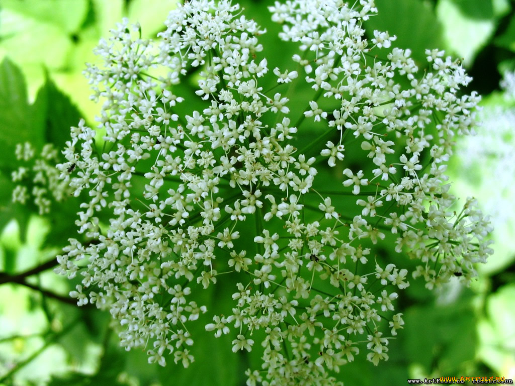 цветы, луговые, полевые