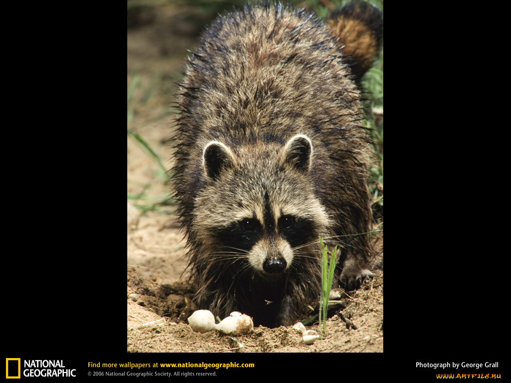 животные, еноты