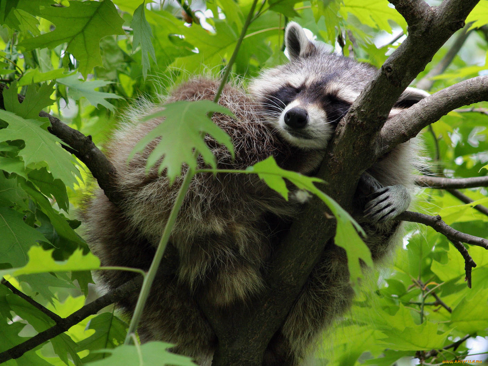 животные, еноты