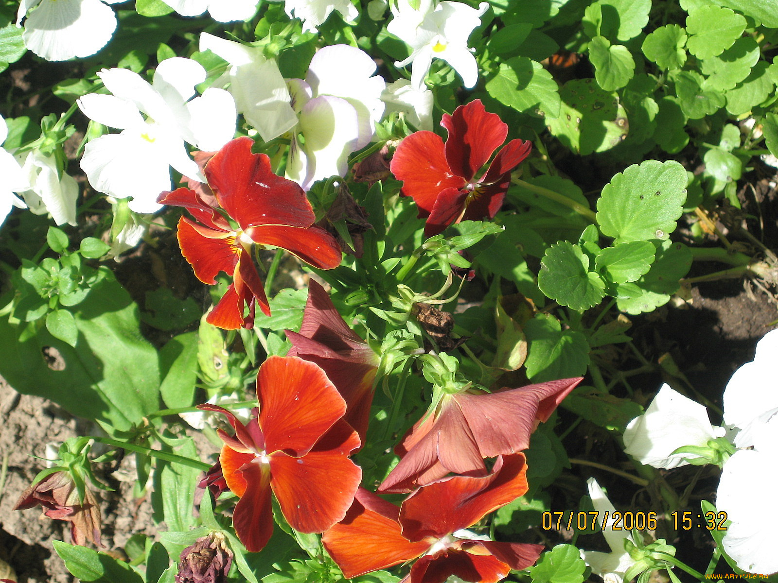 цветы, анютины, глазки, садовые, фиалки