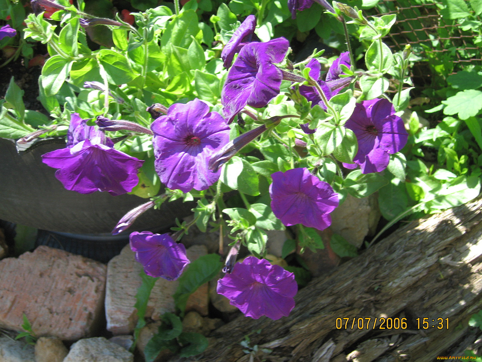 цветы, петунии, калибрахоа