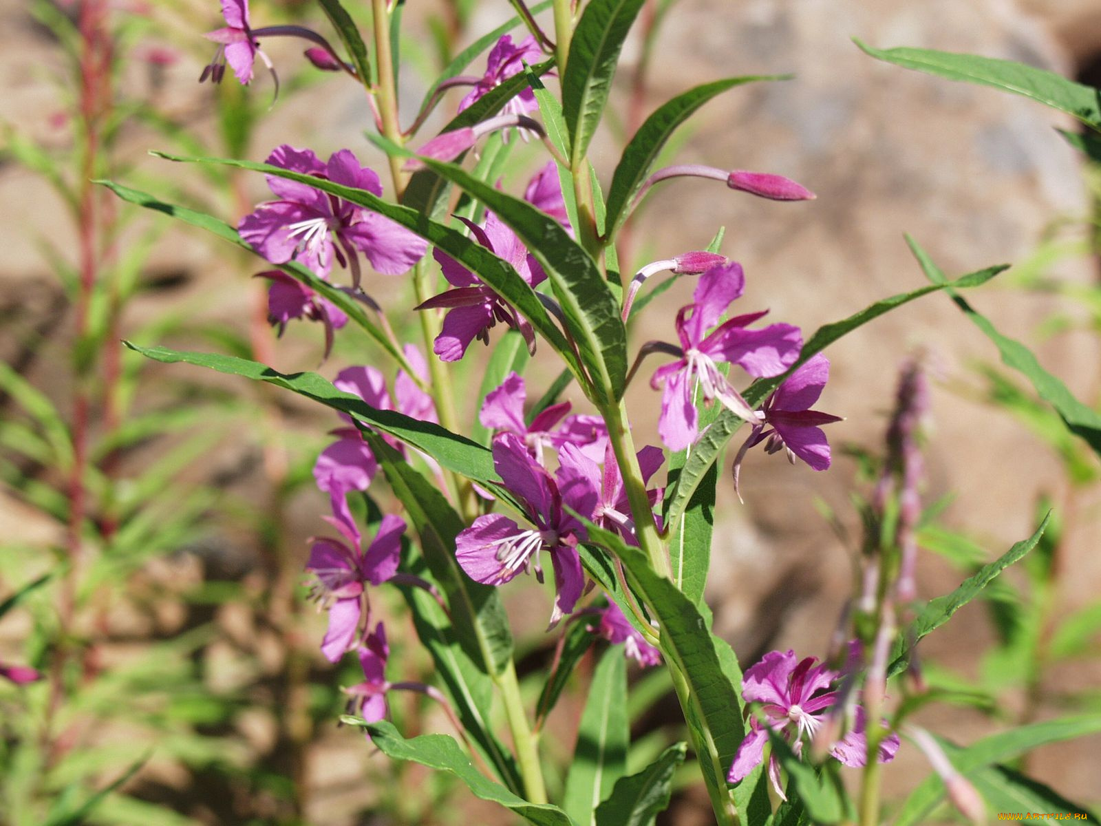 фотографии, геологов, амакинской, грэ, алроса, цветы