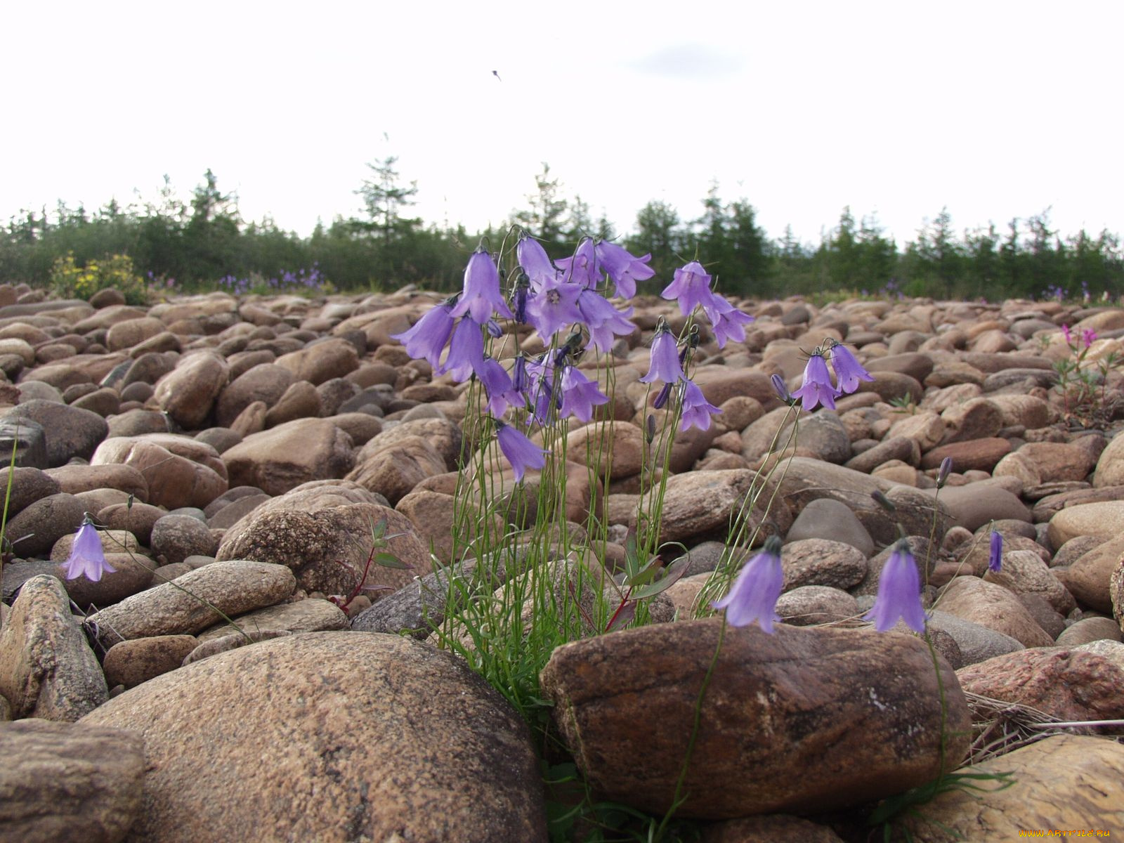 фотографии, геологов, амакинской, грэ, алроса, цветы, колокольчики