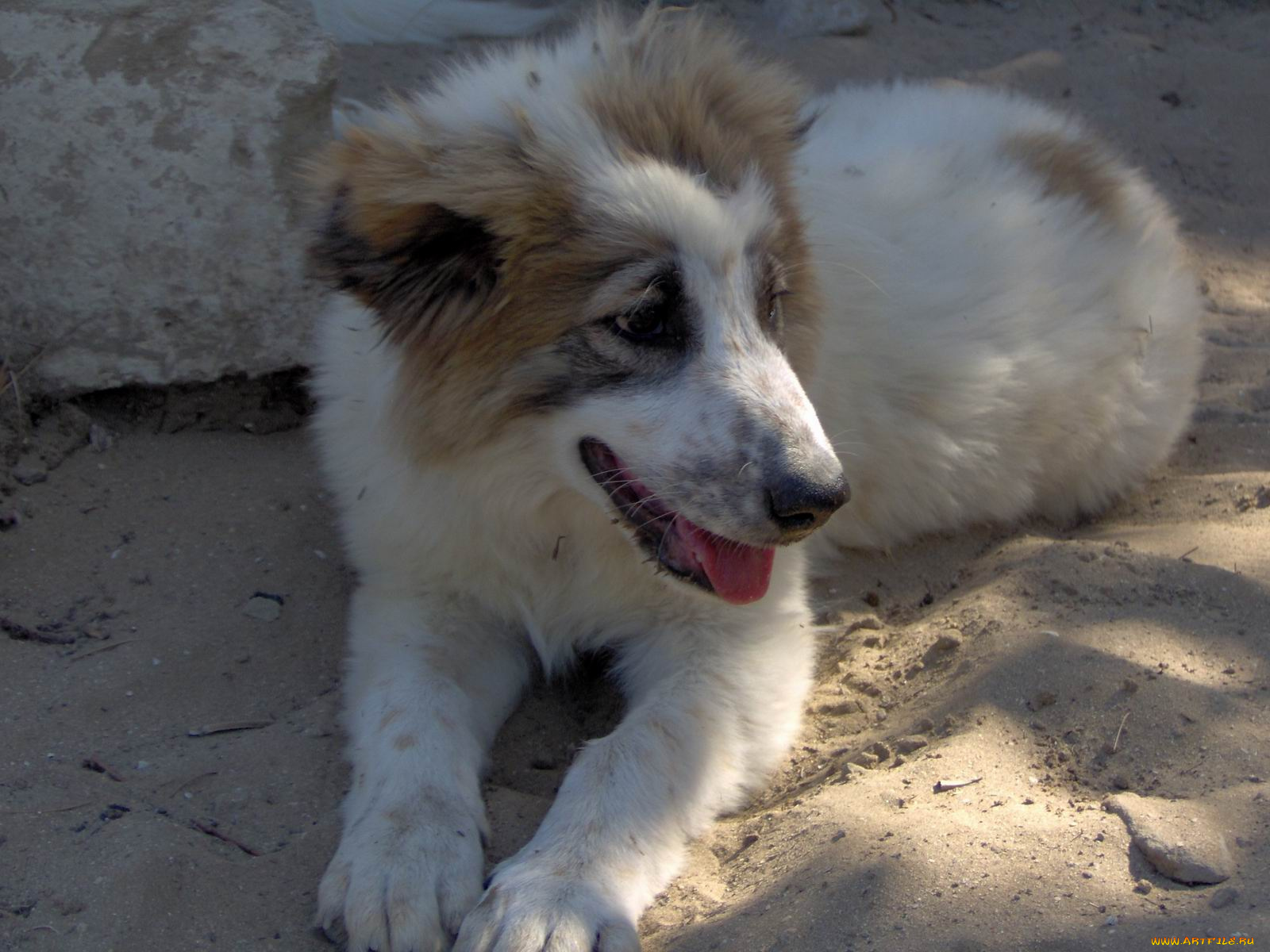 животные, собаки