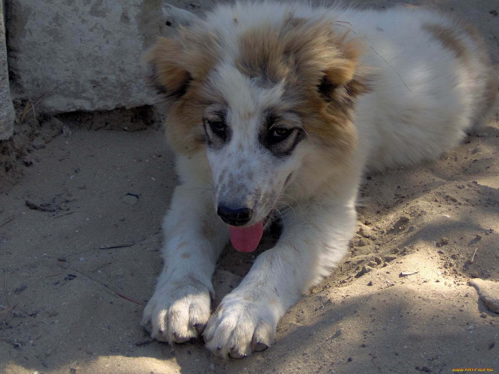 животные, собаки