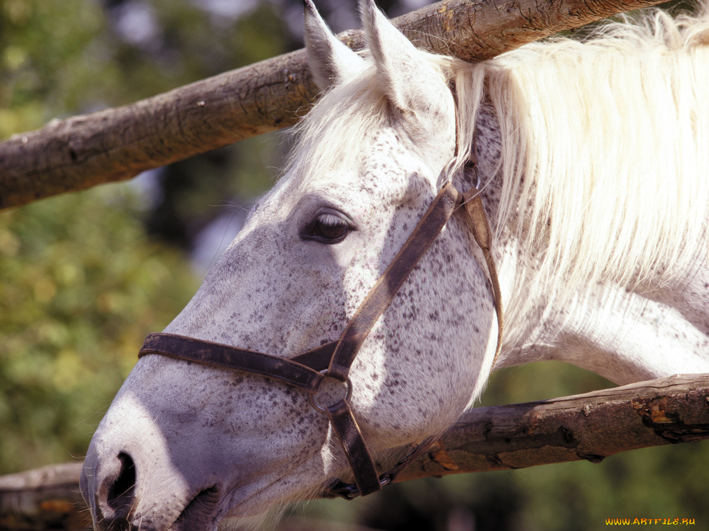 животные, лошади