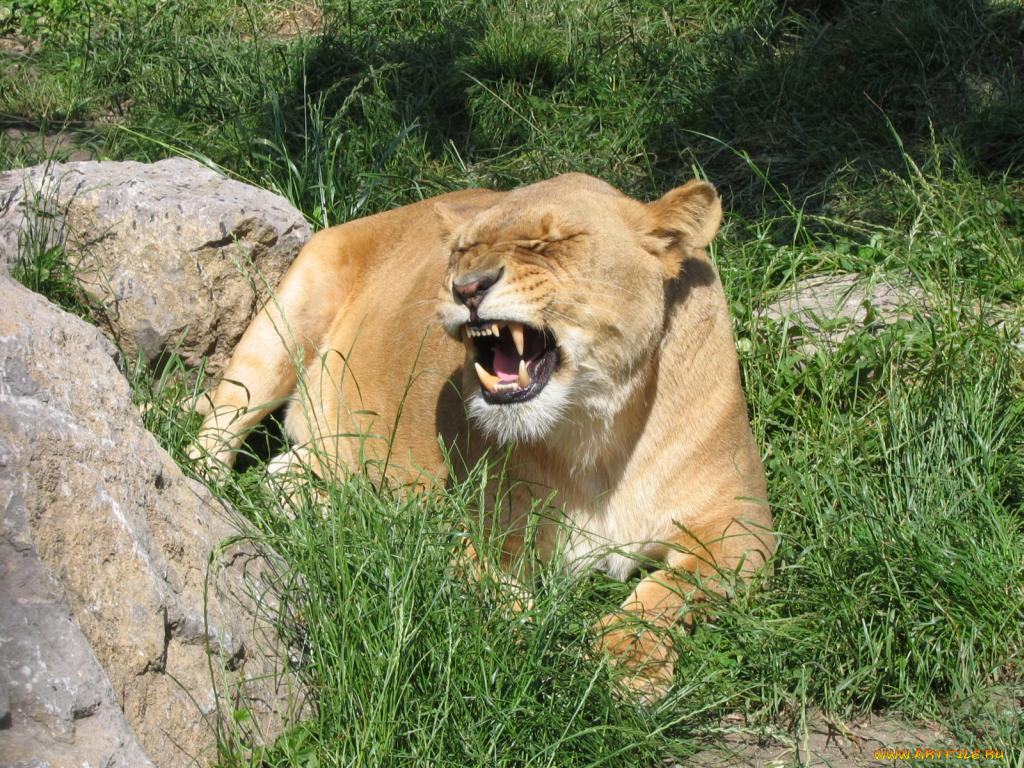 животные, львы