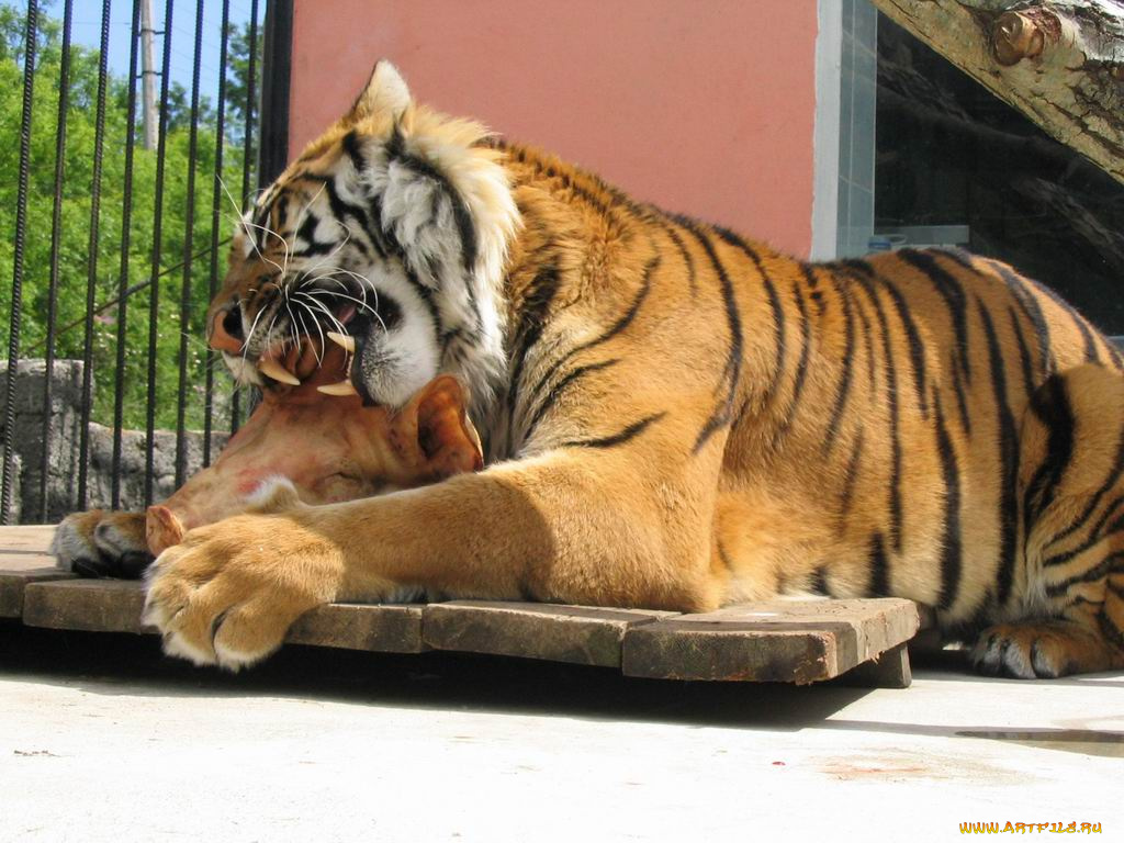 животные, тигры