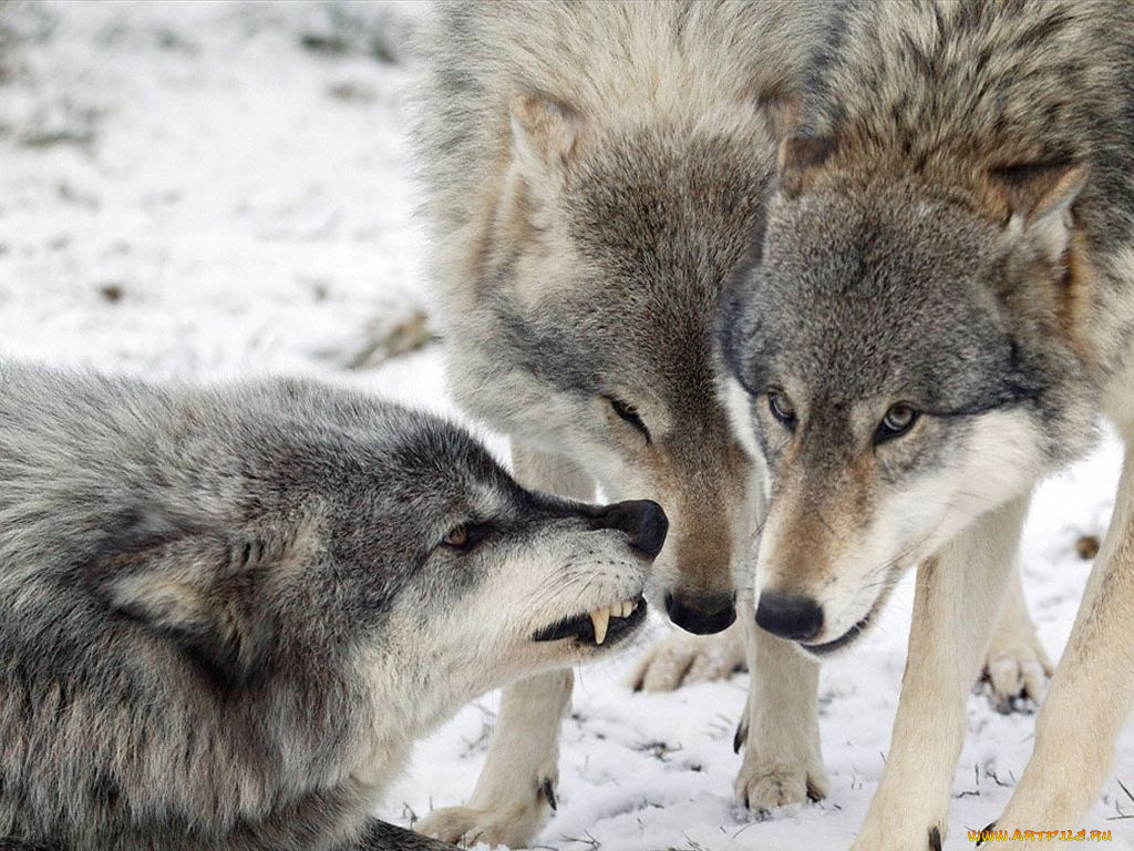 животные, волки