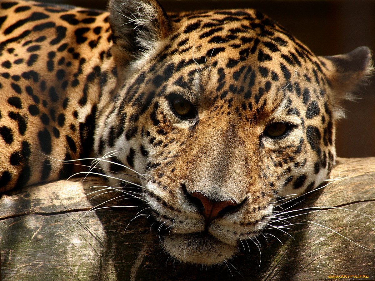 животные, Ягуары, ягуар