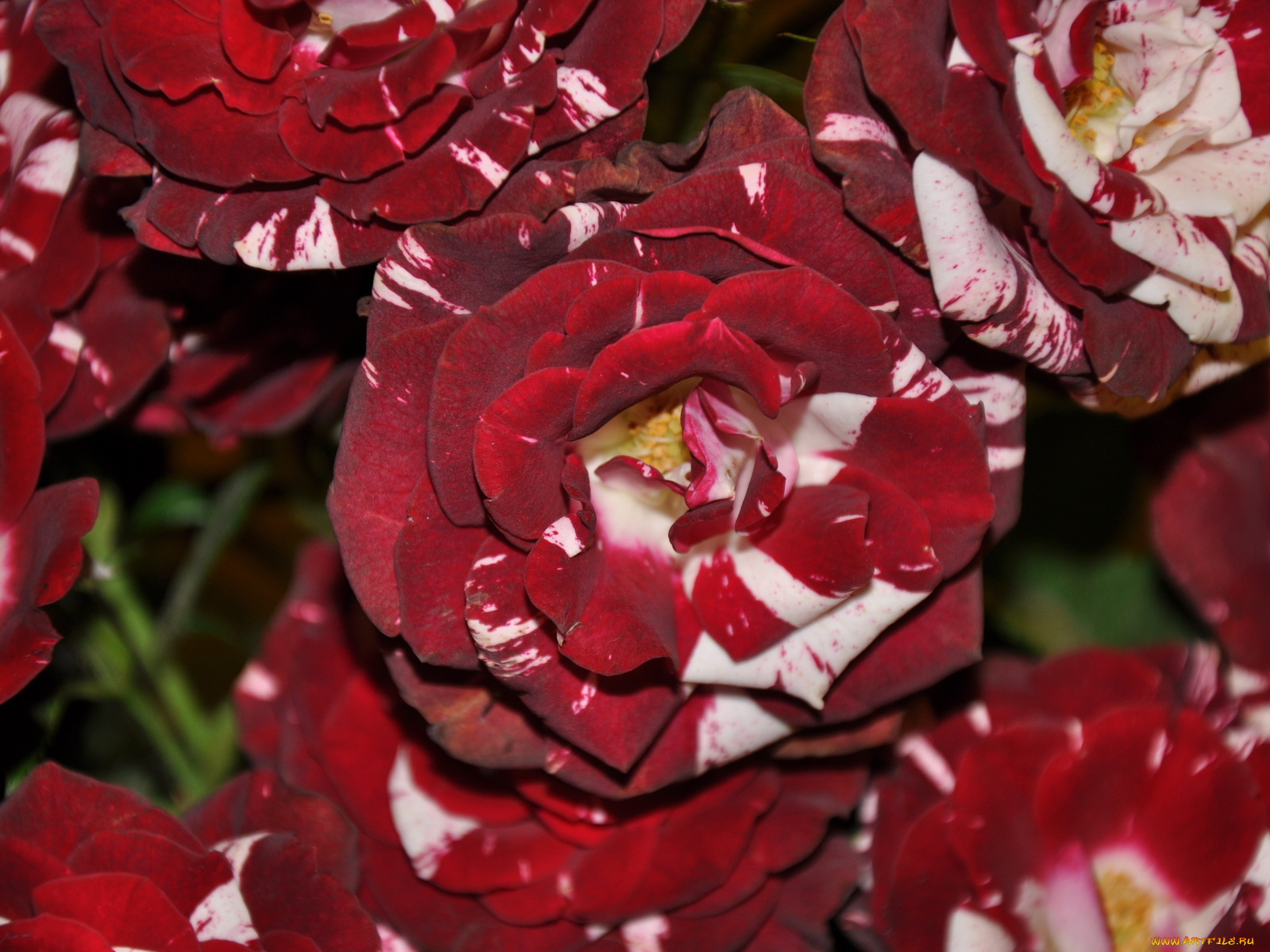 цветы, розы