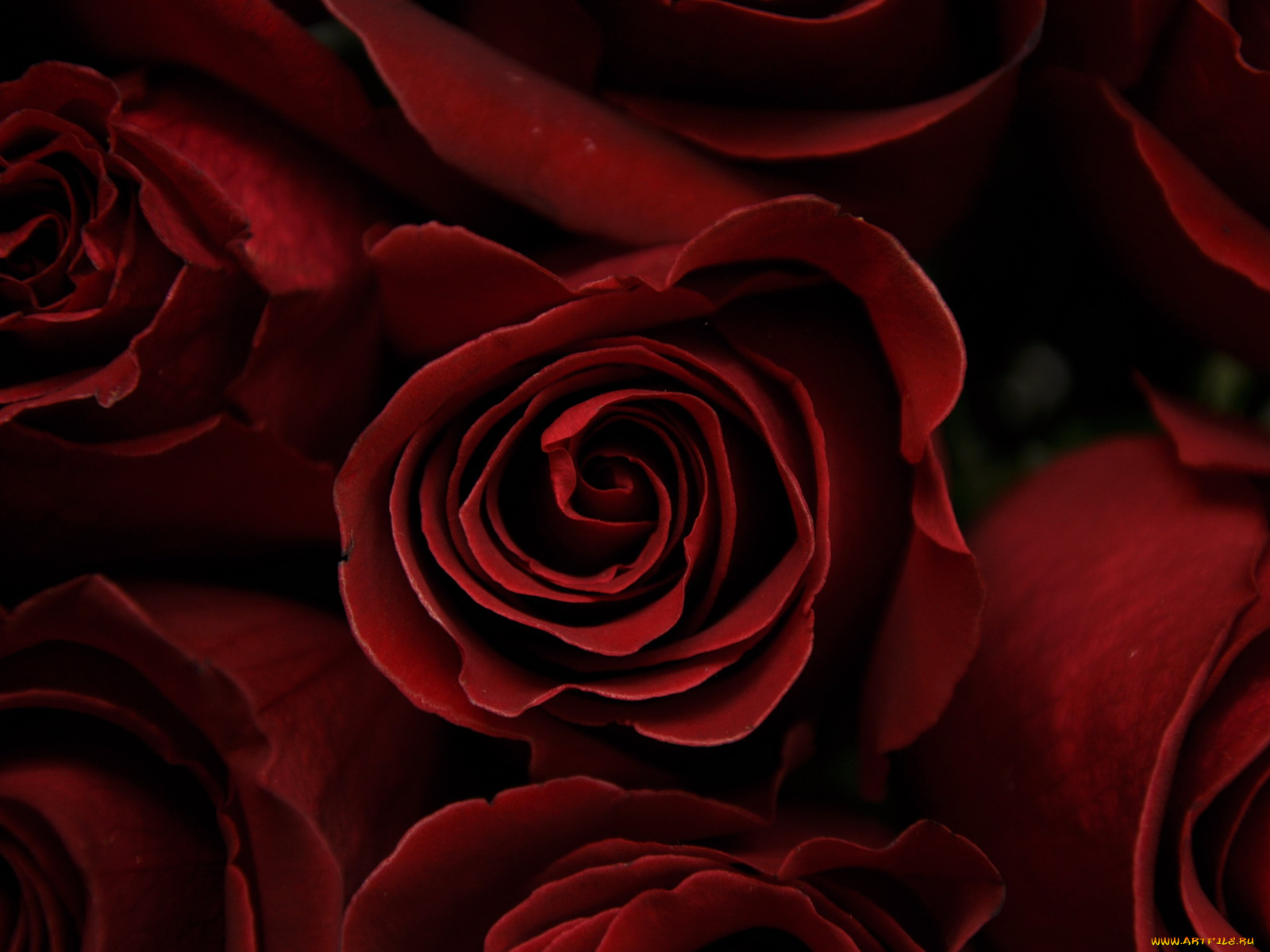 цветы, розы