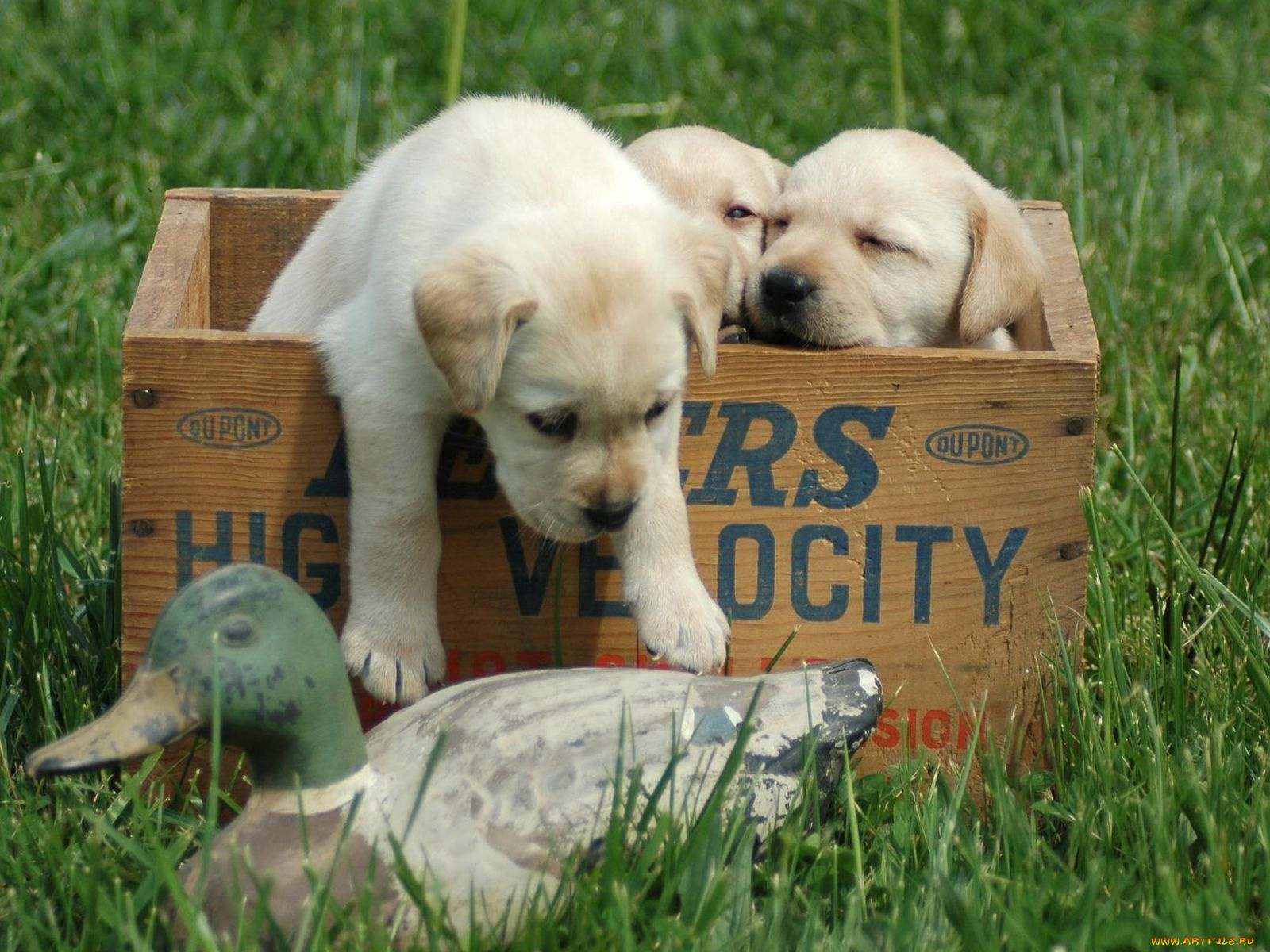 животные, собаки