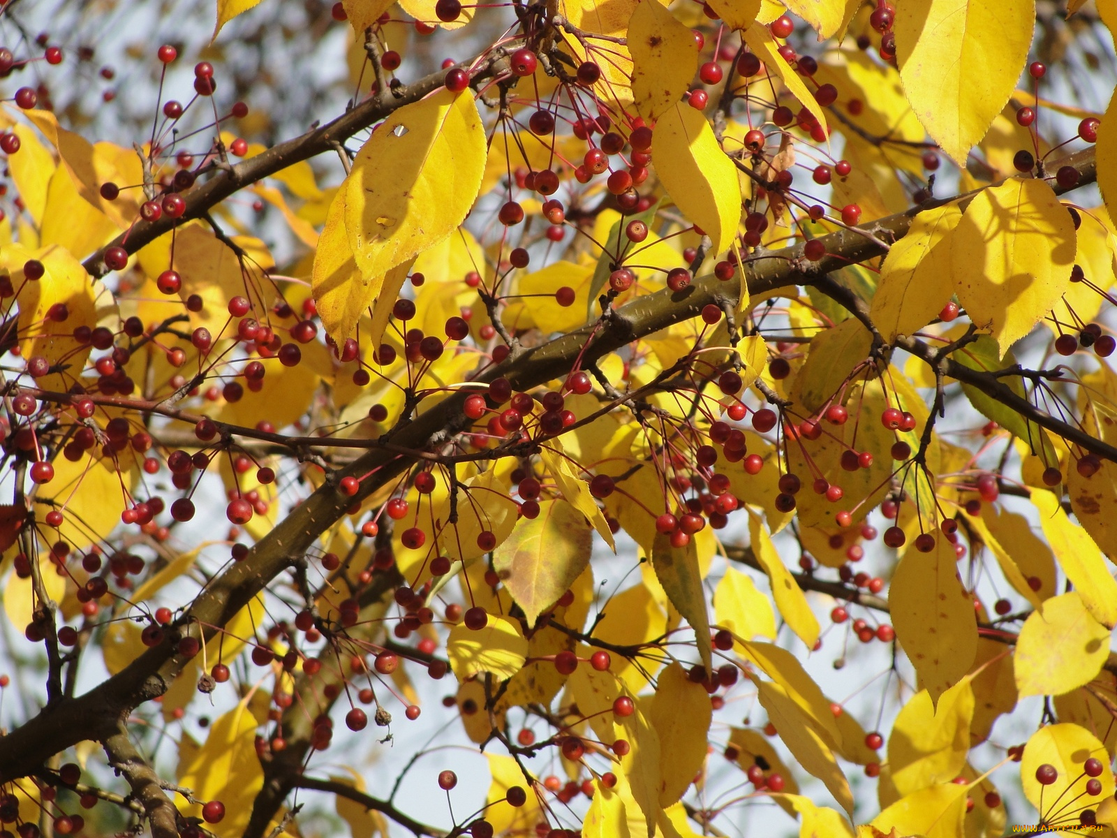 природа, Ягоды, ветка, листья