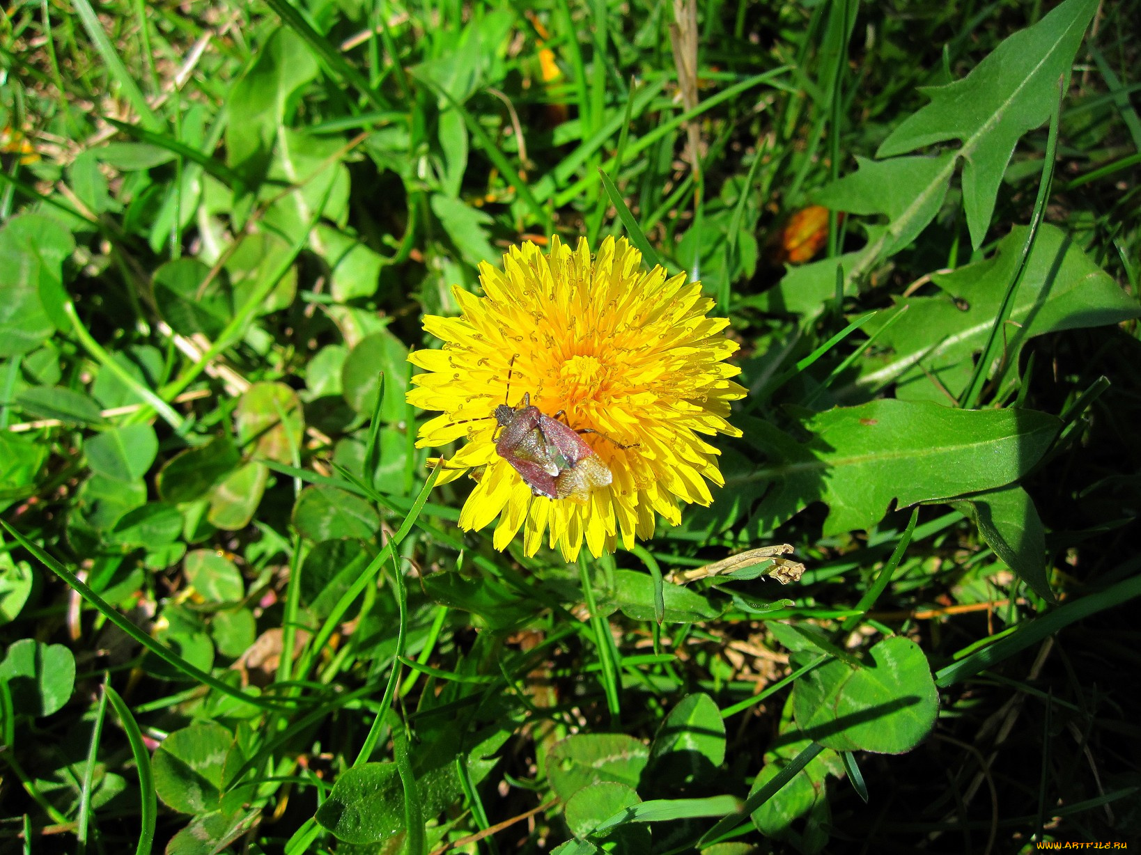 цветы, одуванчики, жёлтые, лепестки