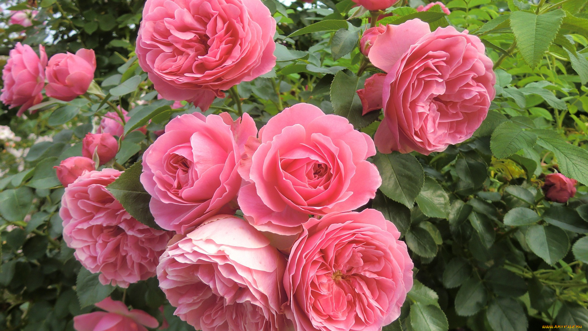 цветы, розы, лепестки