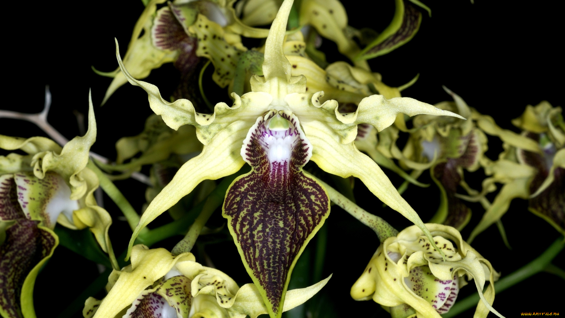 орхидея, дракула, цветы, орхидеи, салатовый, экзотика