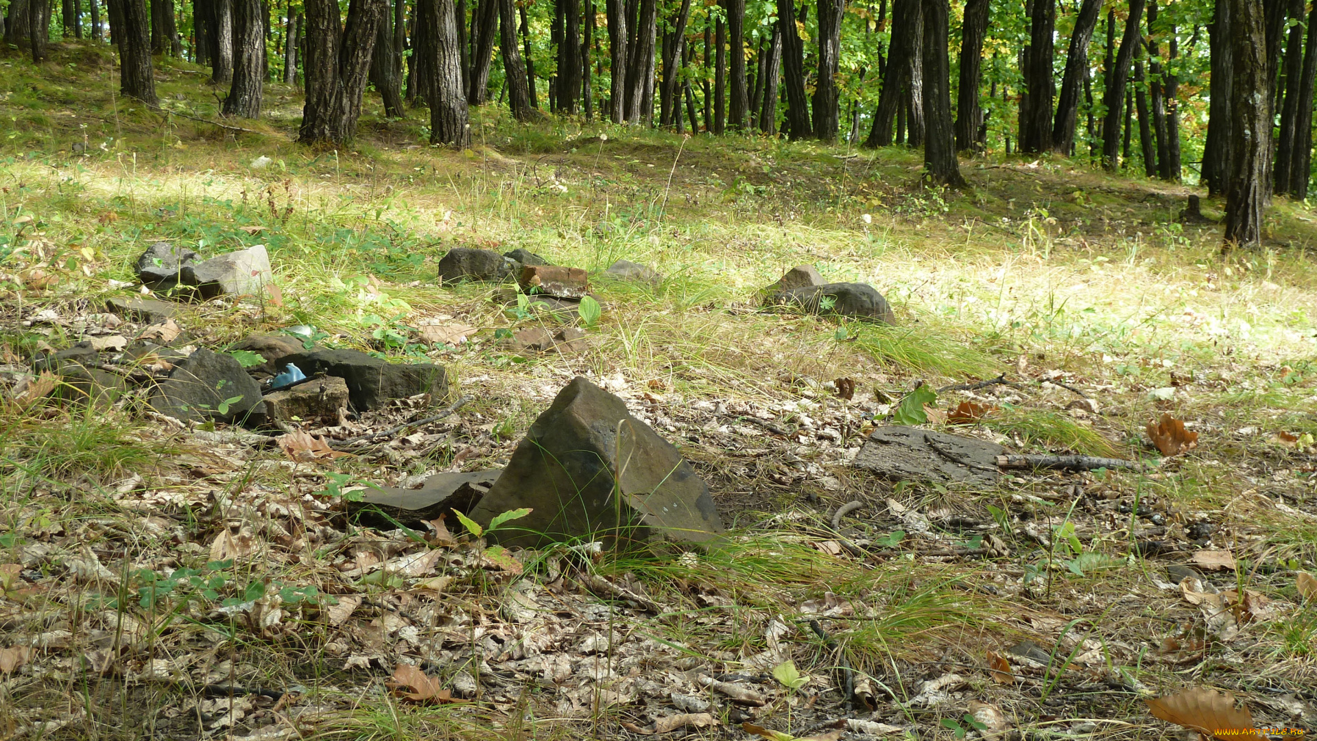 природа, лес