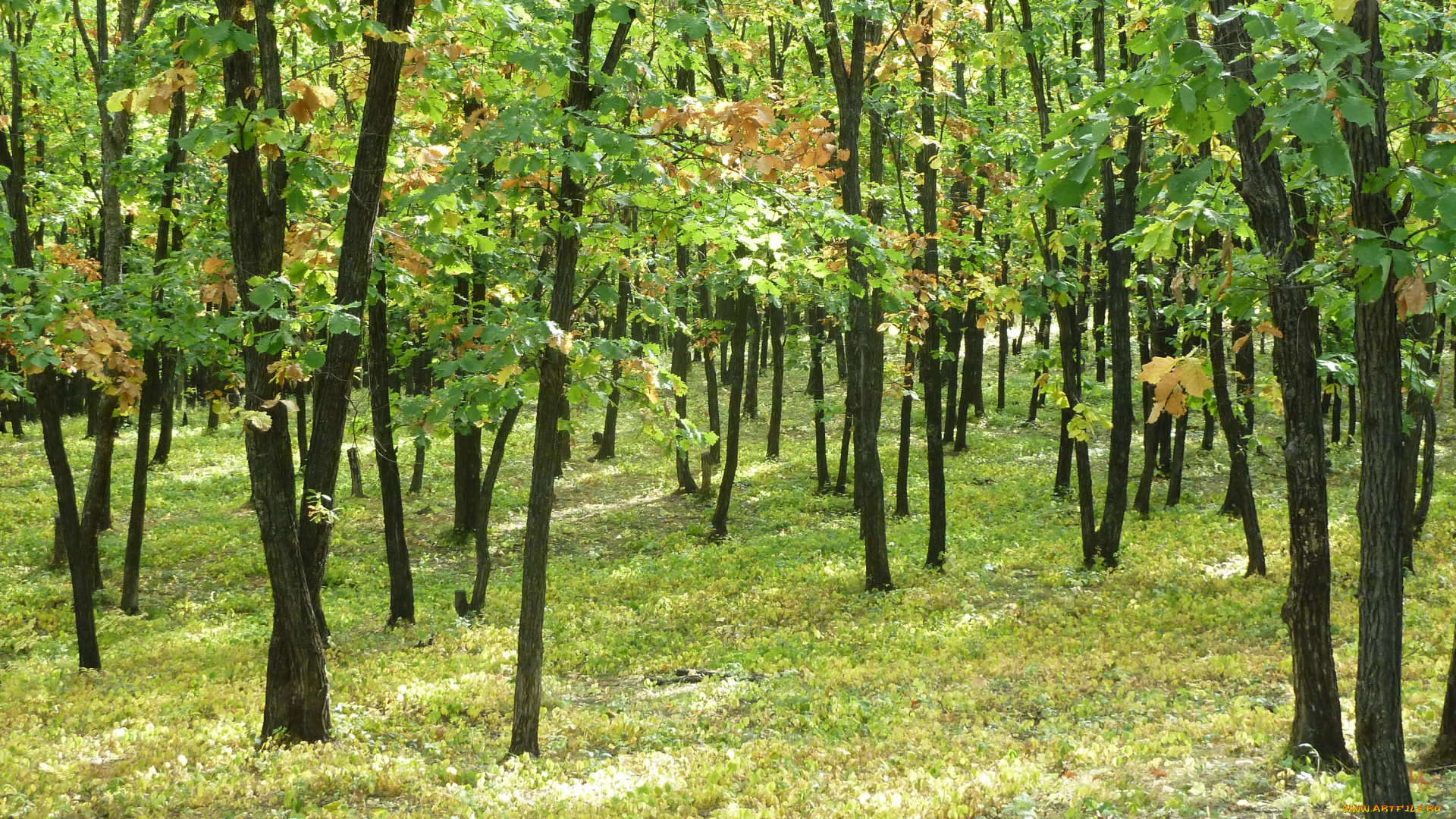 природа, лес