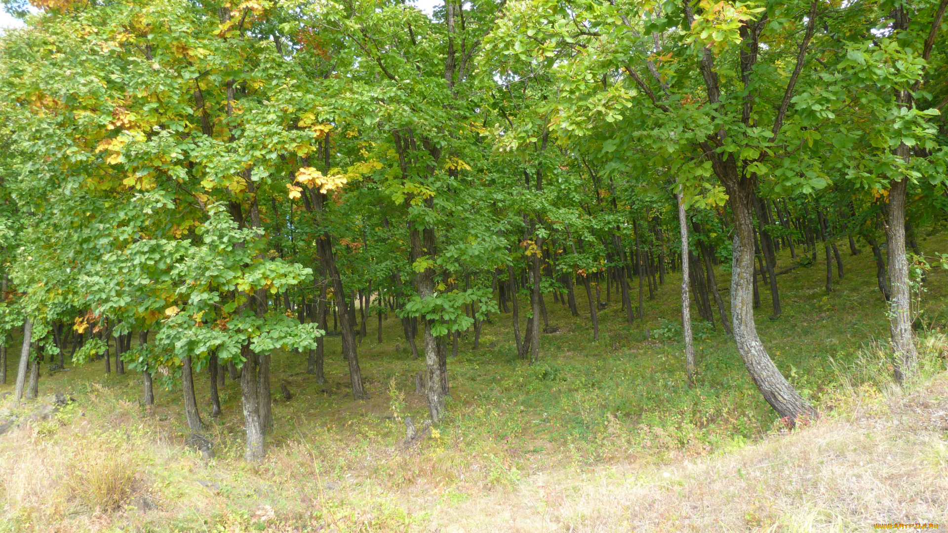 природа, лес