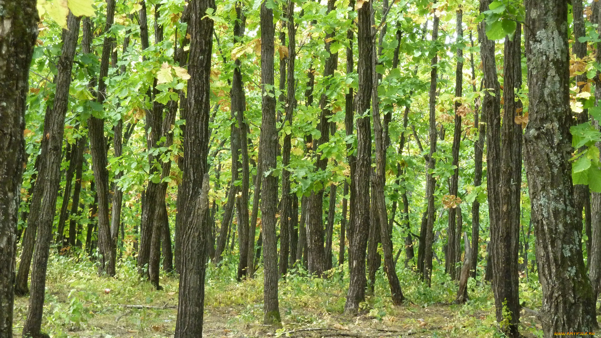 природа, лес