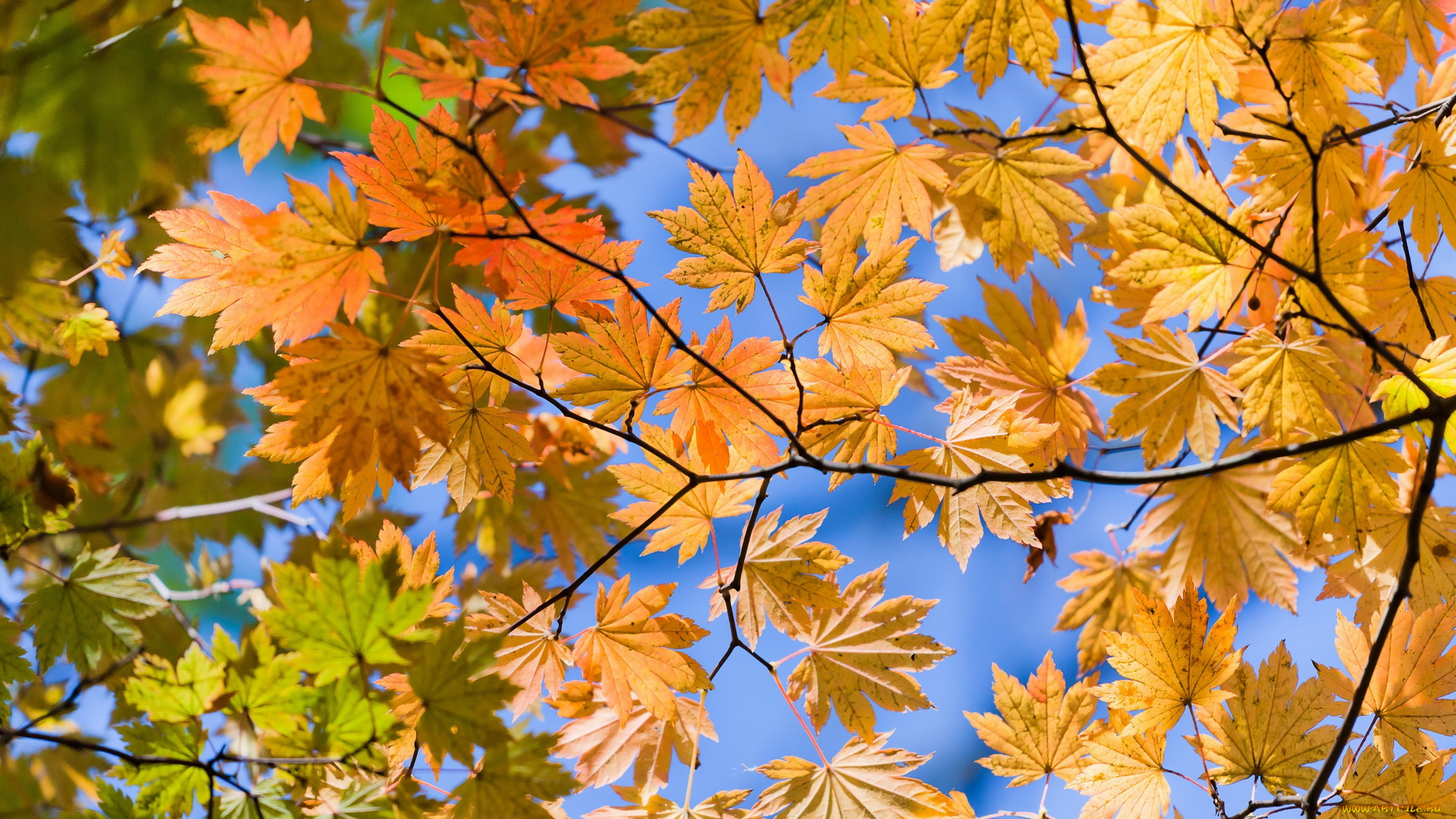 природа, листья, осень