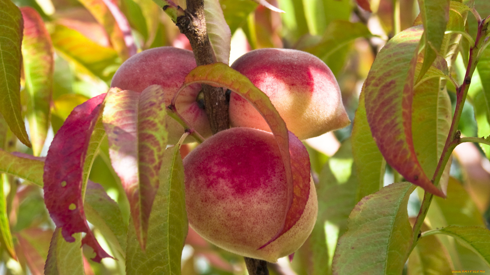 природа, плоды, листья, ветка