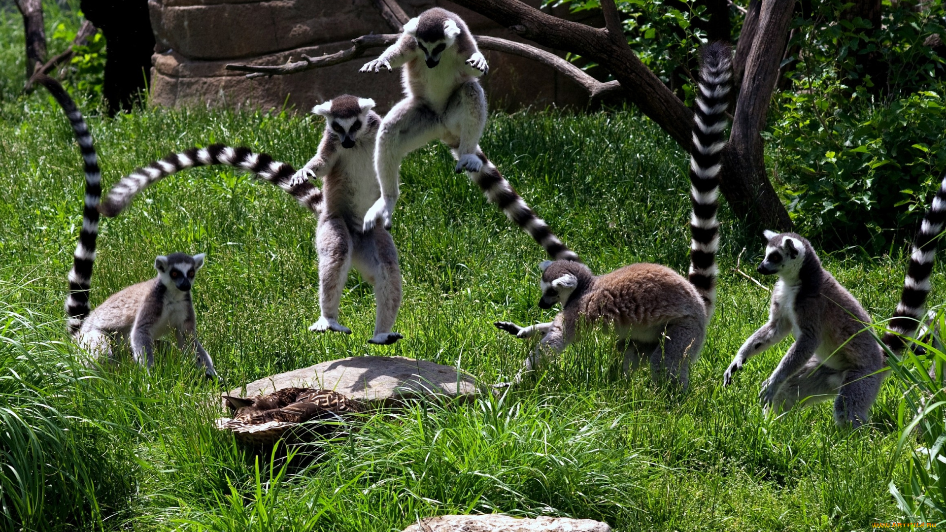 животные, лемуры, прыжок, хвост