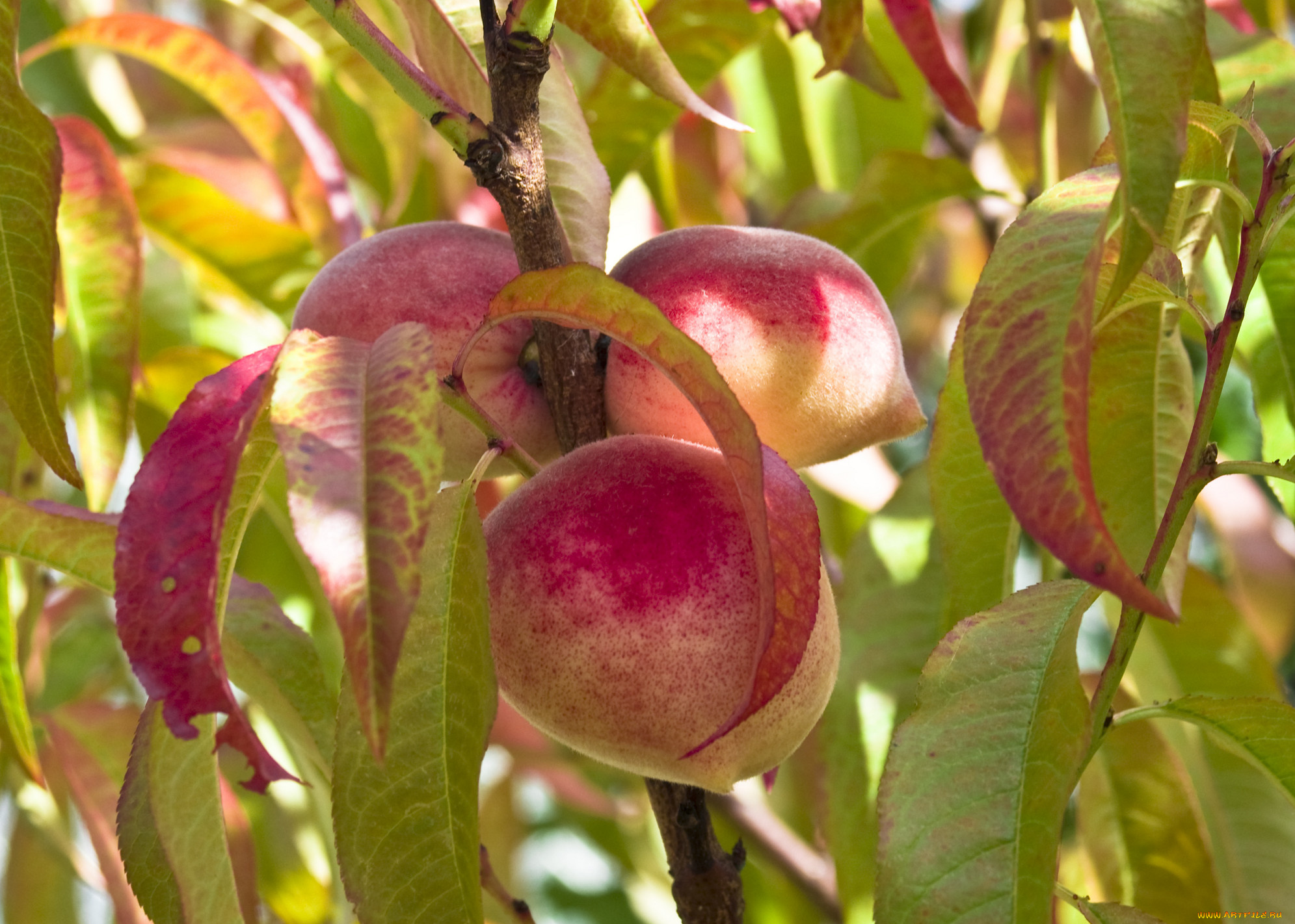 природа, плоды, листья, ветка