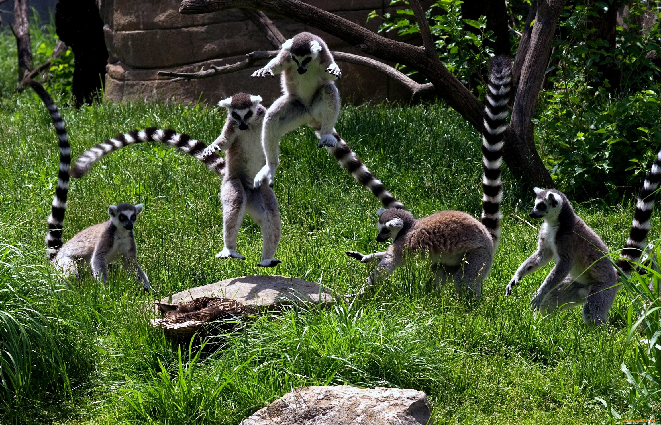 животные, лемуры, прыжок, хвост