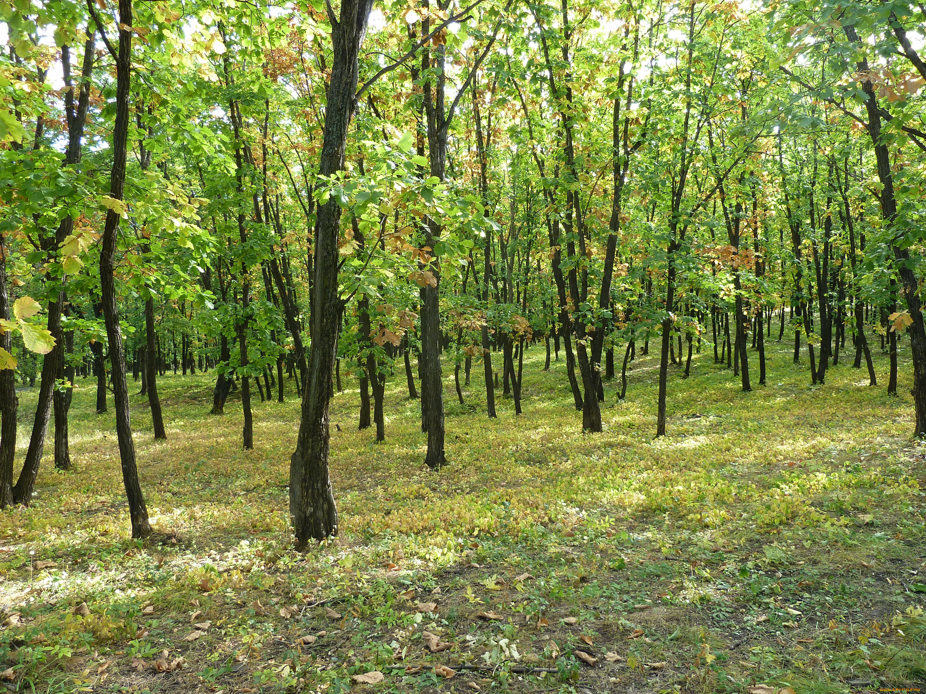 природа, лес