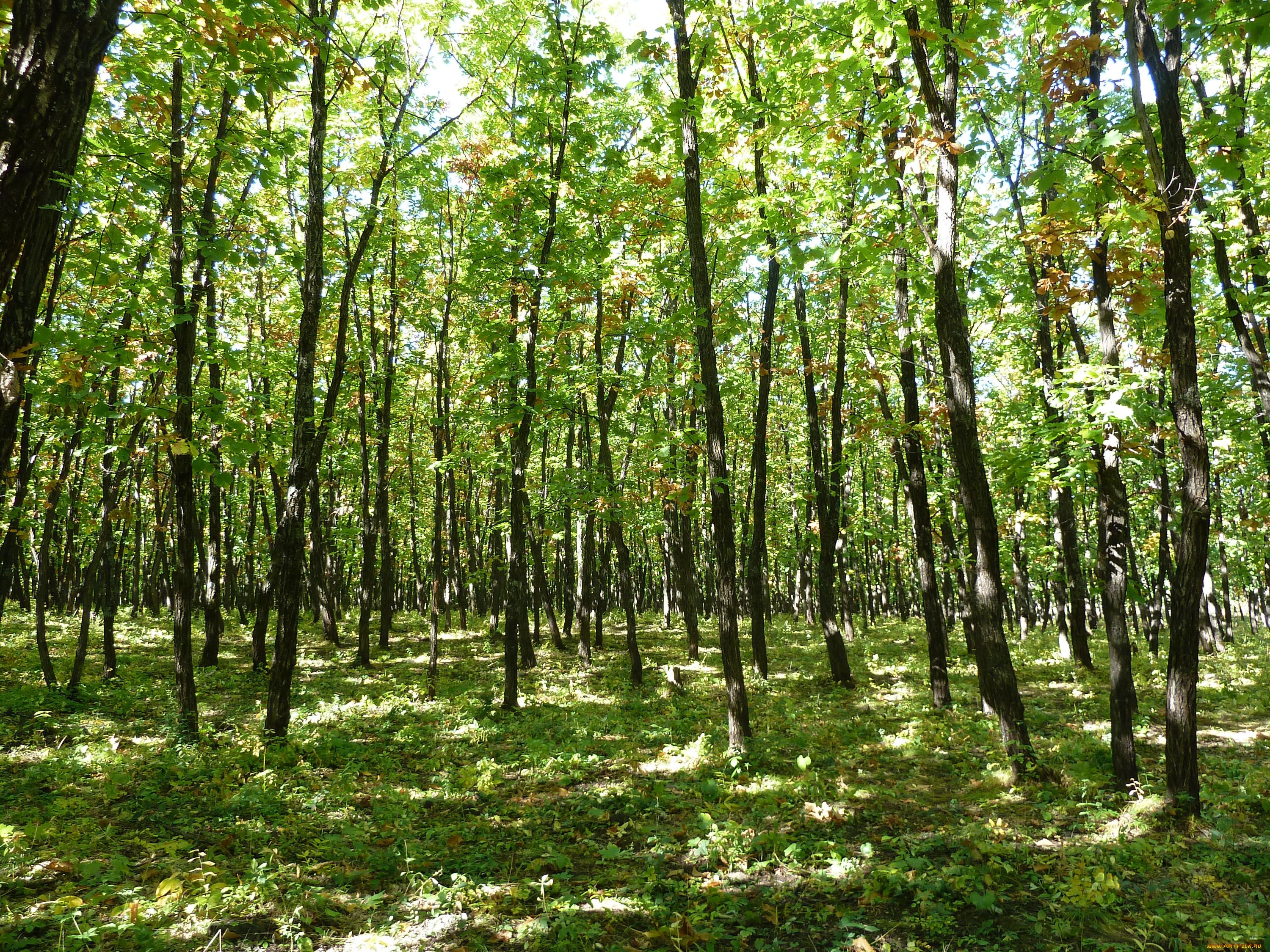 природа, лес