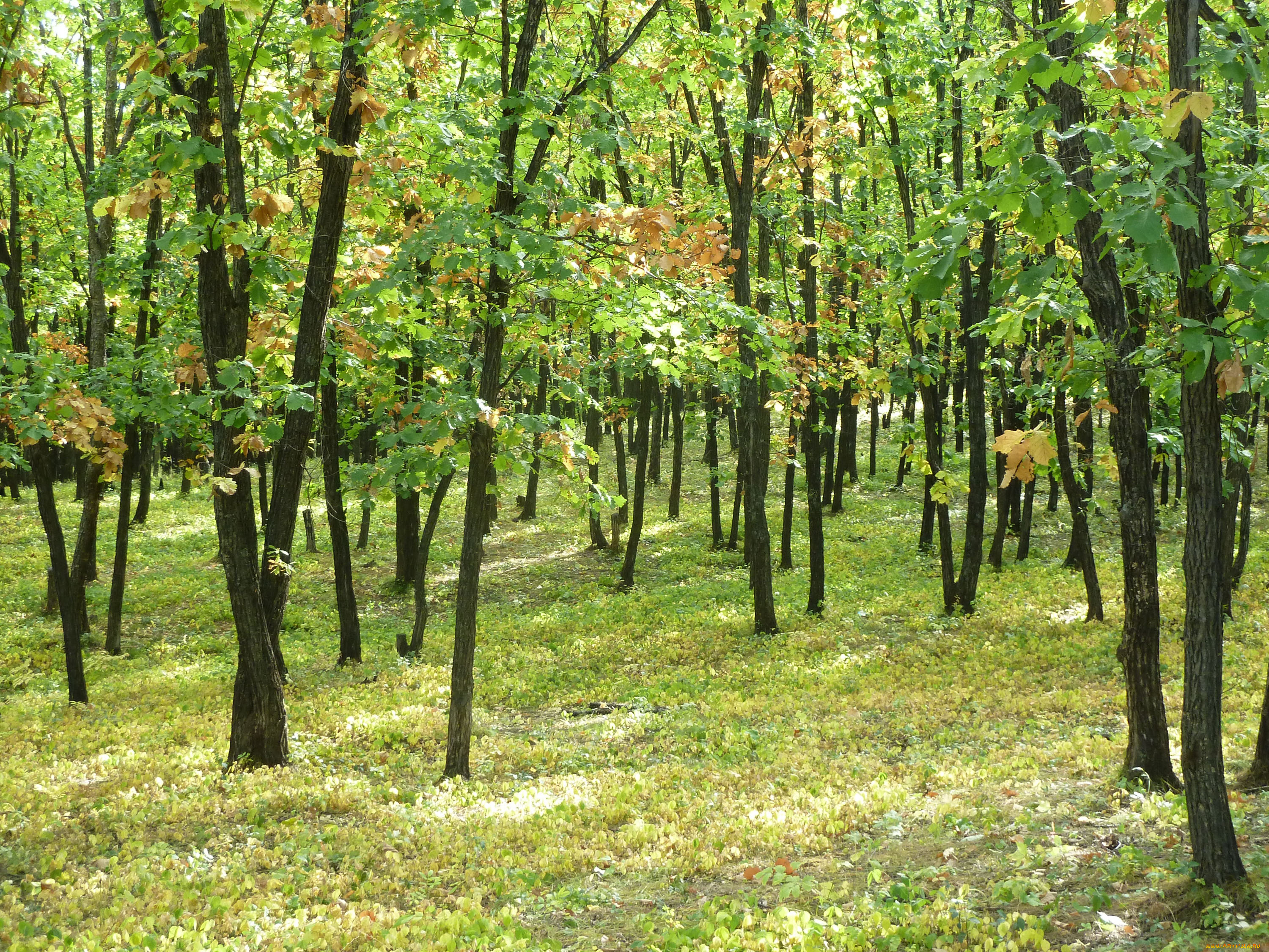 природа, лес