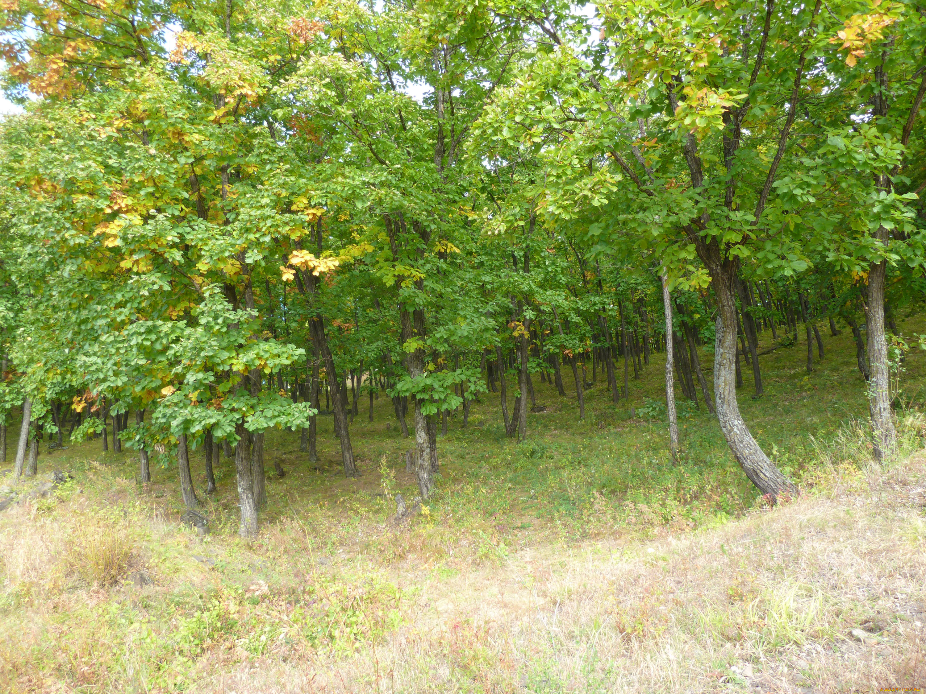 природа, лес