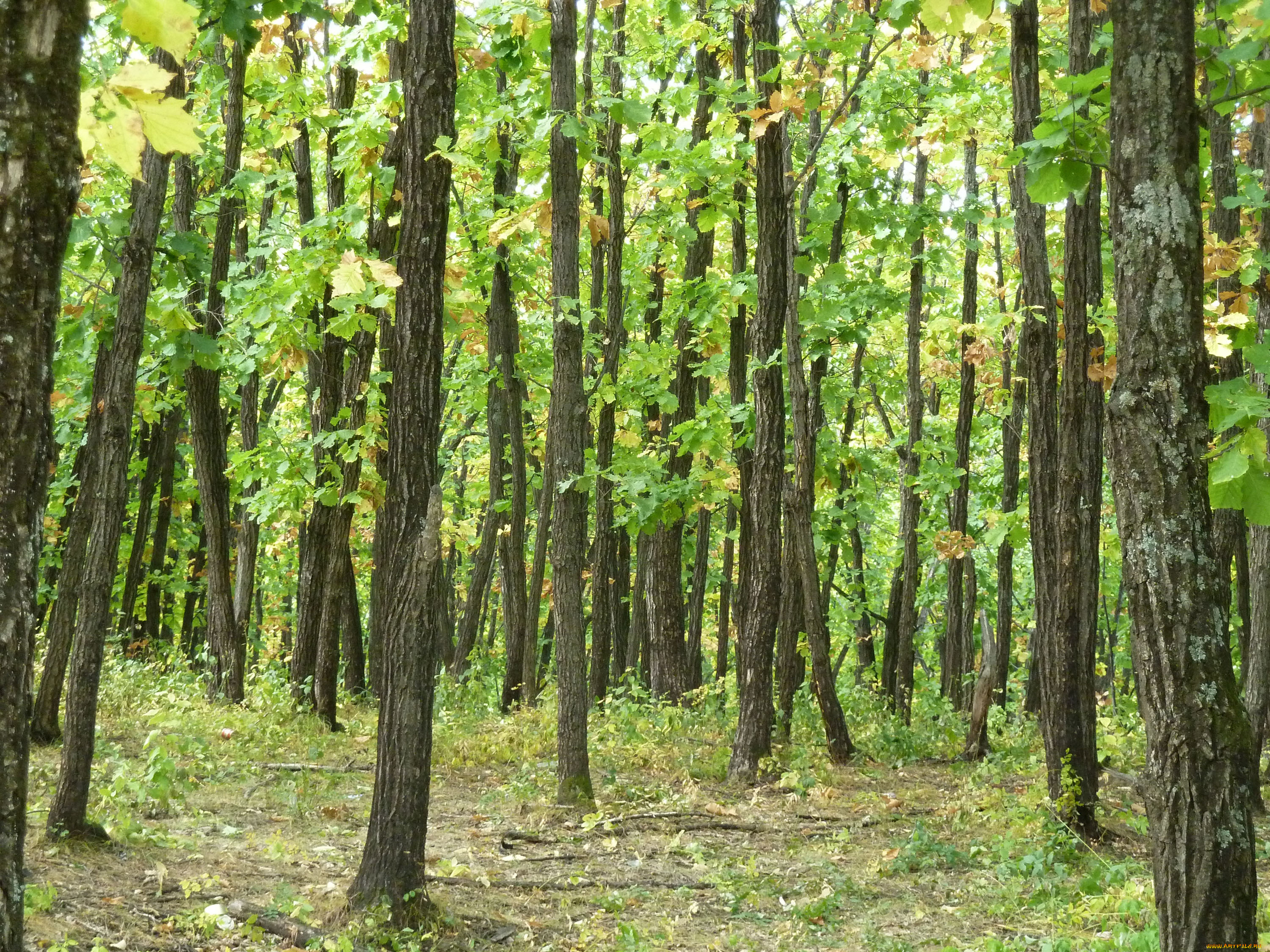 природа, лес