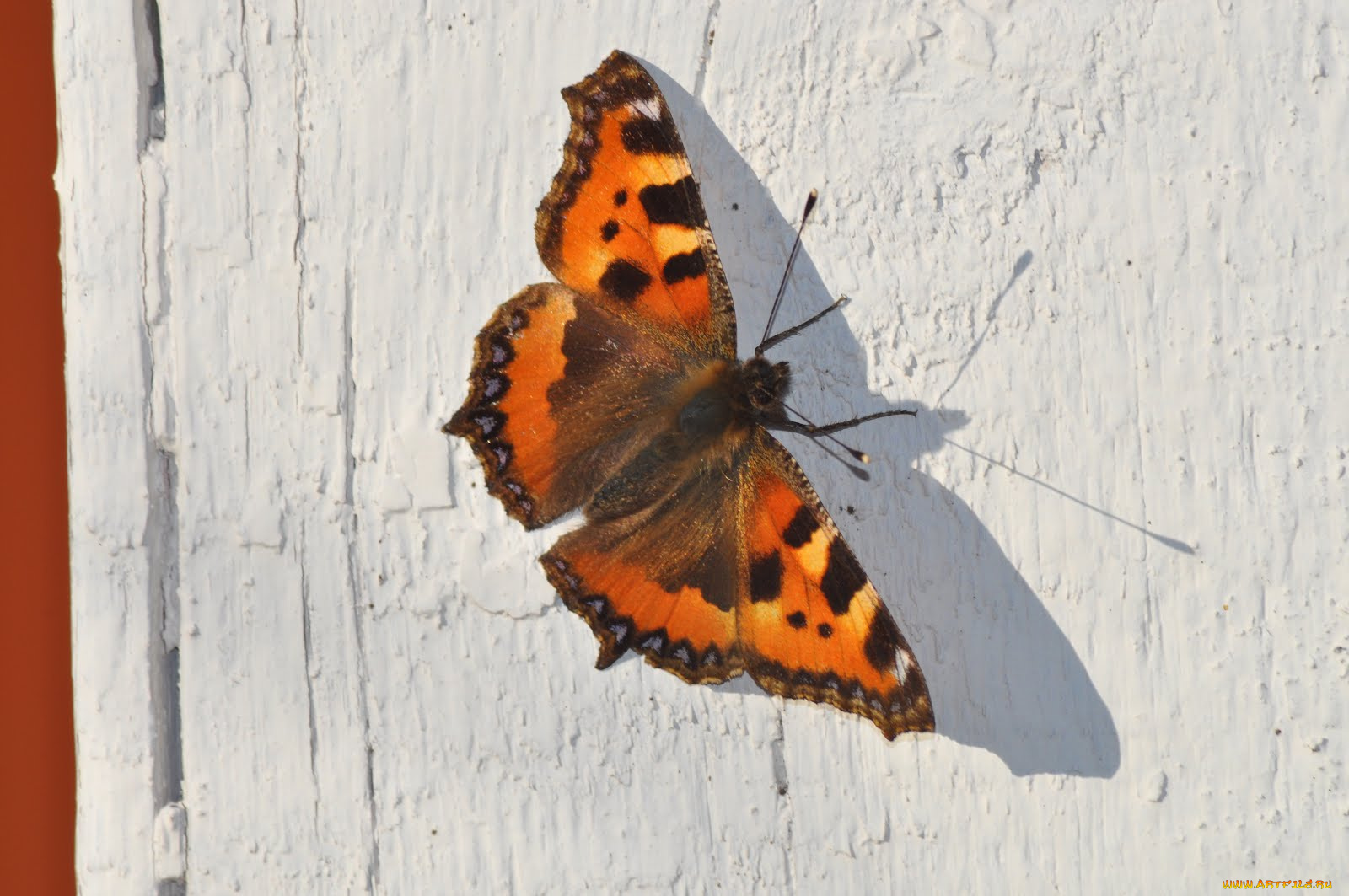 животные, бабочки, бабочка