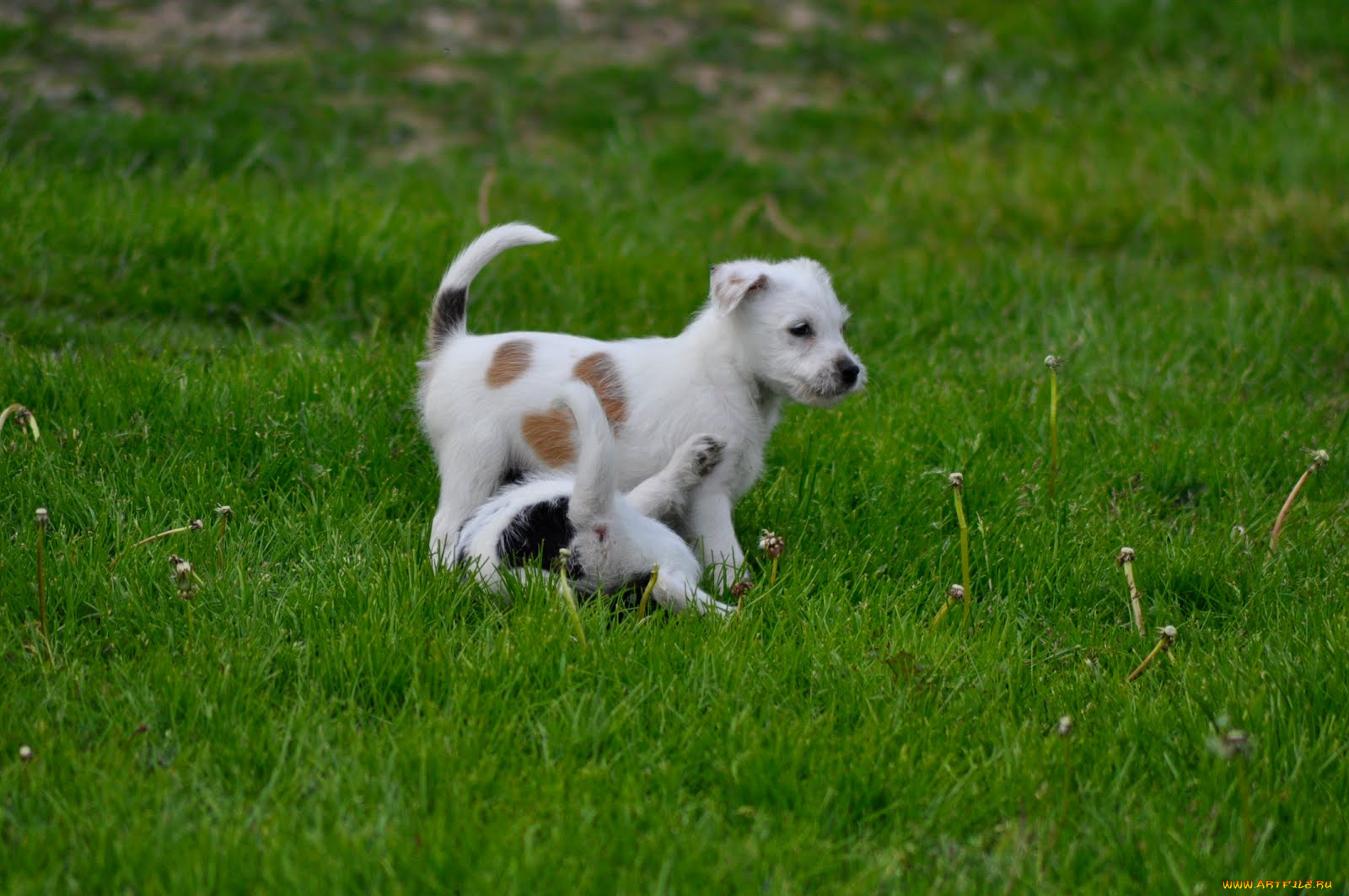 животные, собаки, собака