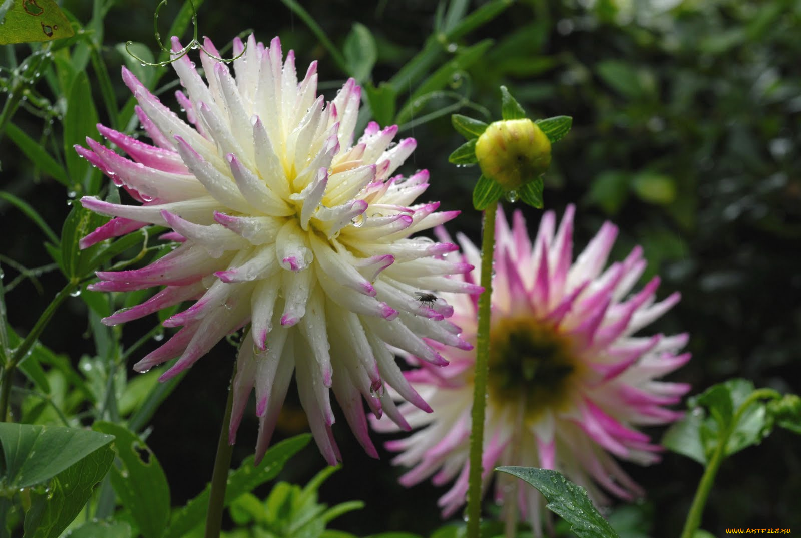 цветы, георгины, цветок