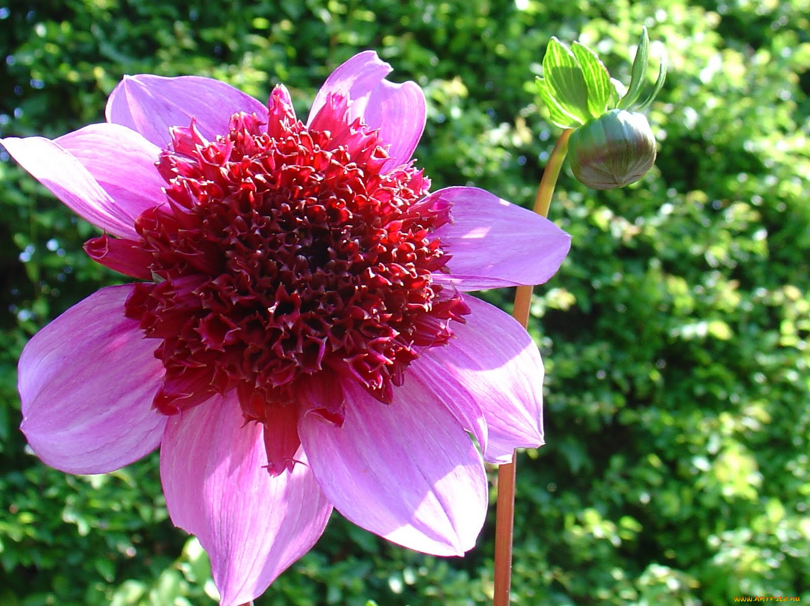 цветы, георгины, цветок