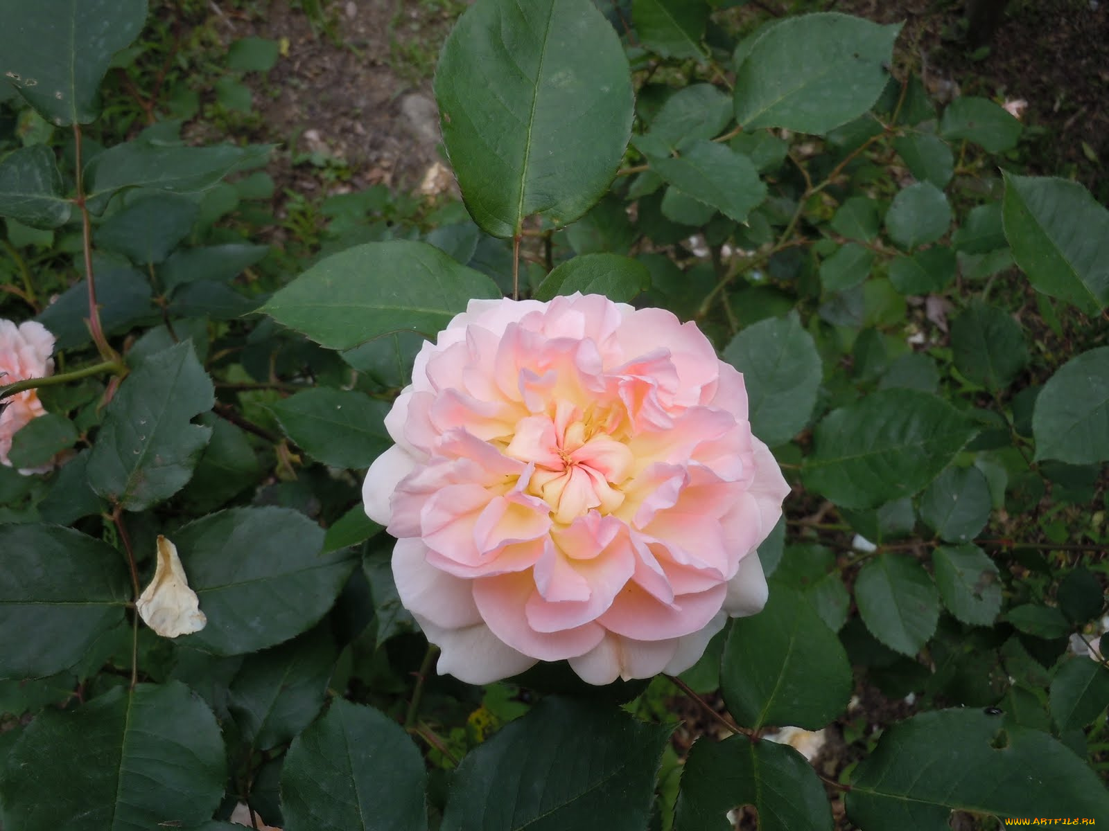 цветы, розы, роза