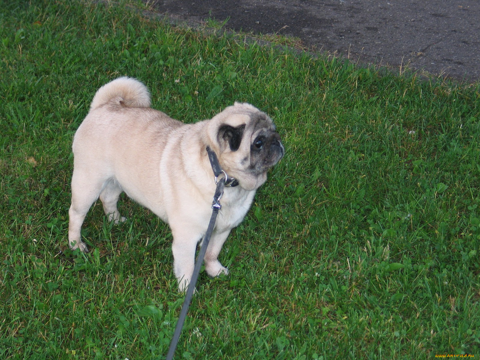 животные, собаки, собака