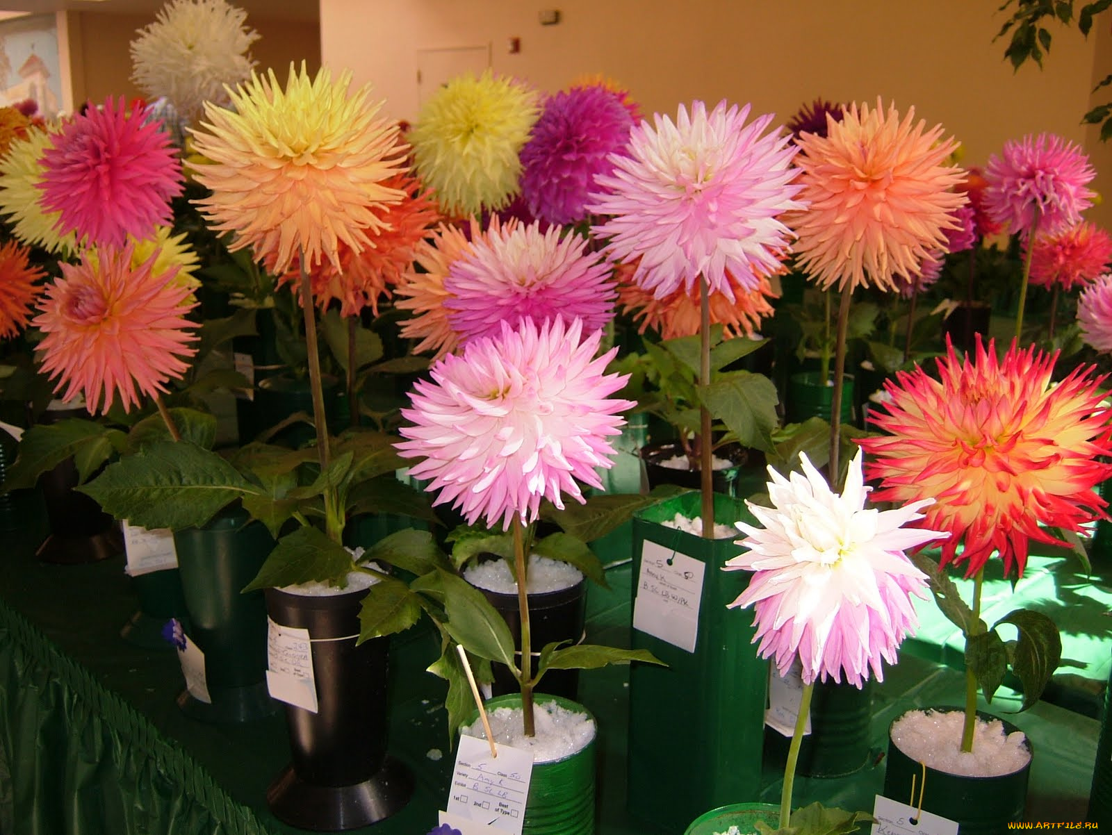 цветы, георгины, цветок