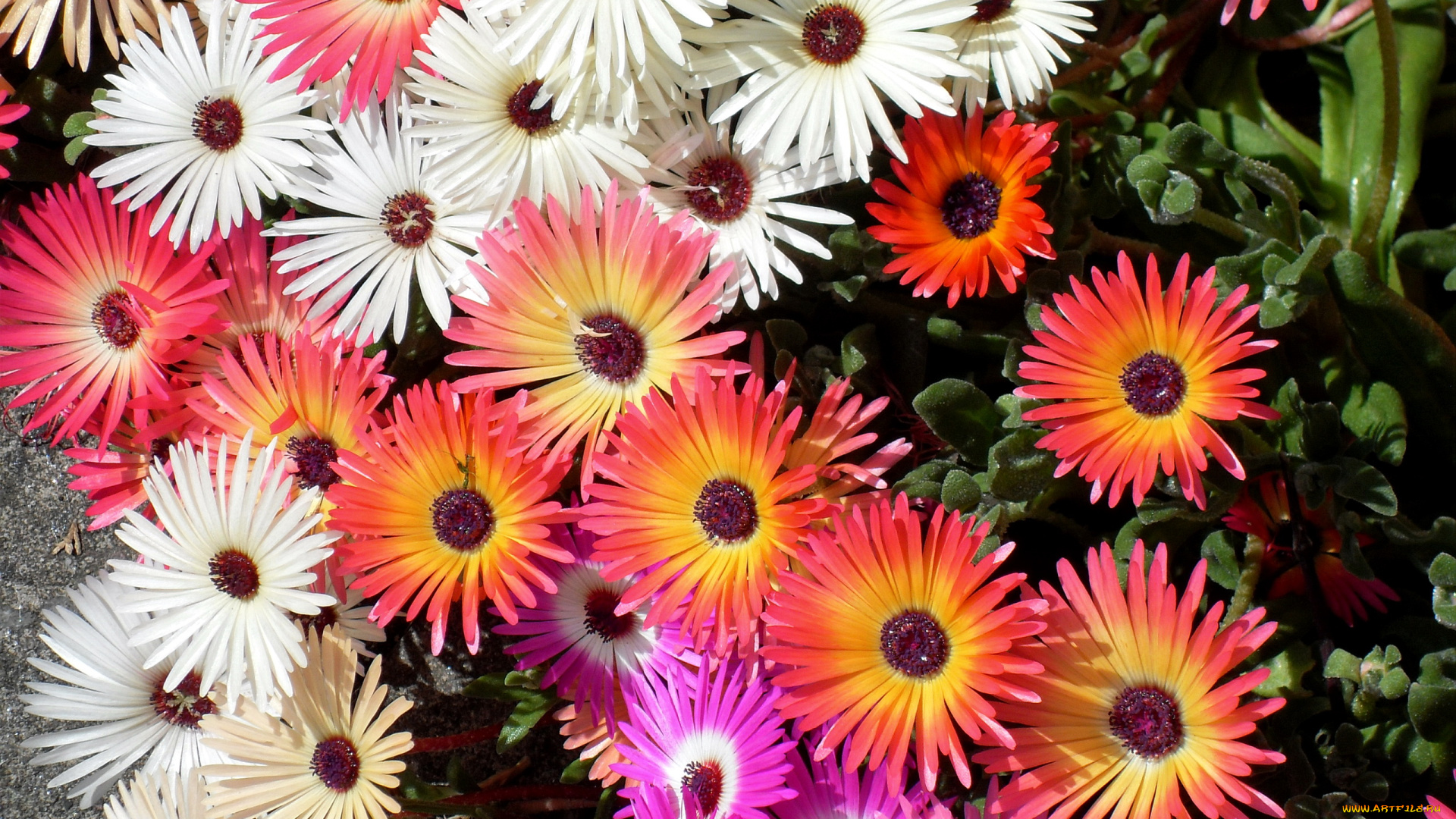 цветы, аизовые, ромашки