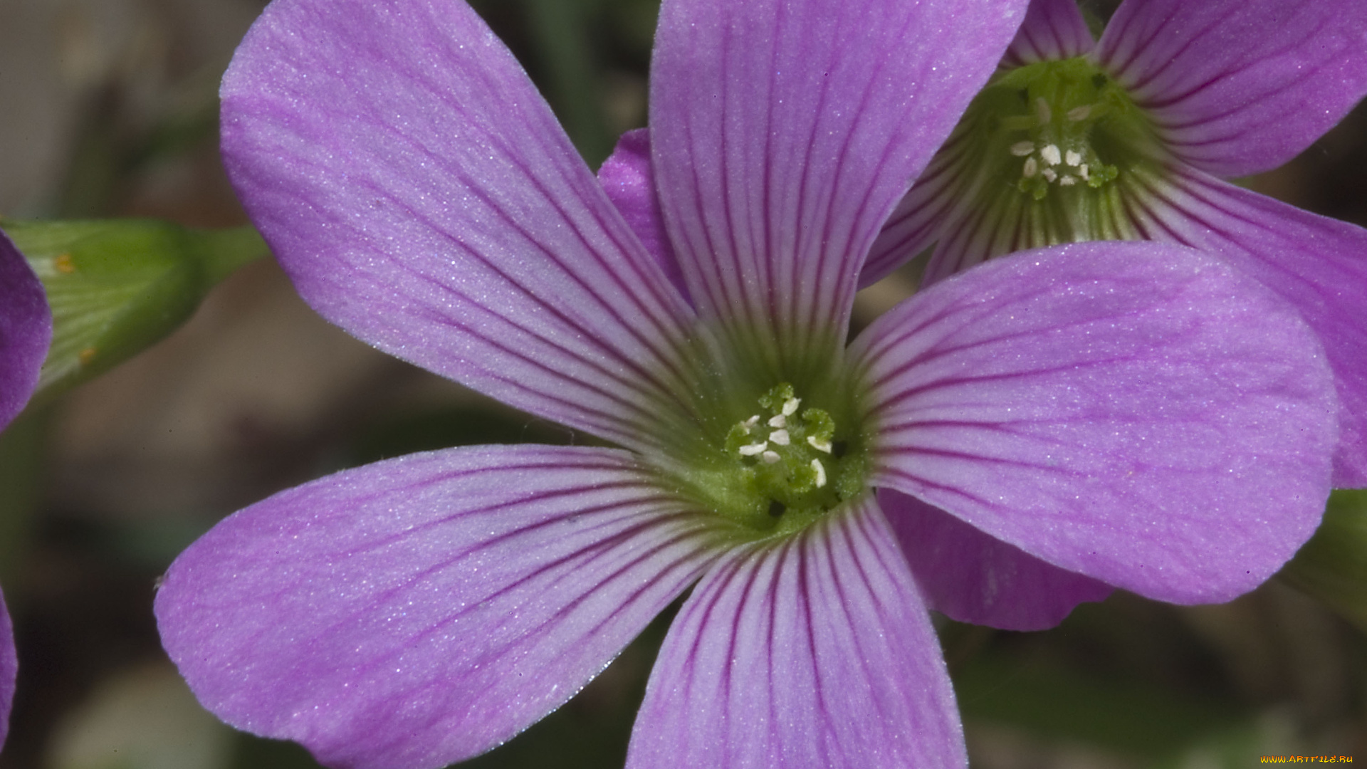 цветы, цветок