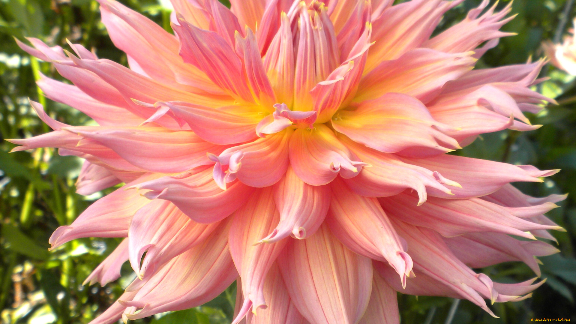 цветы, георгины