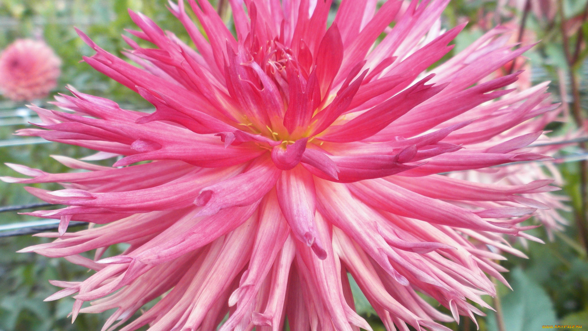 цветы, георгины