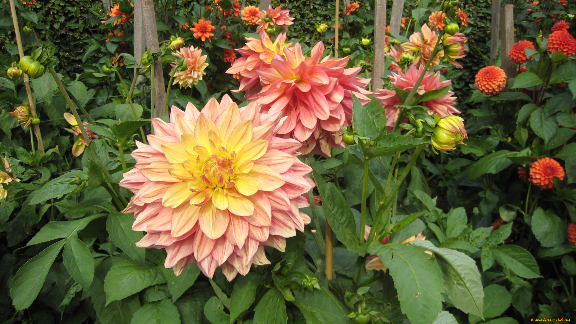 цветы, георгины